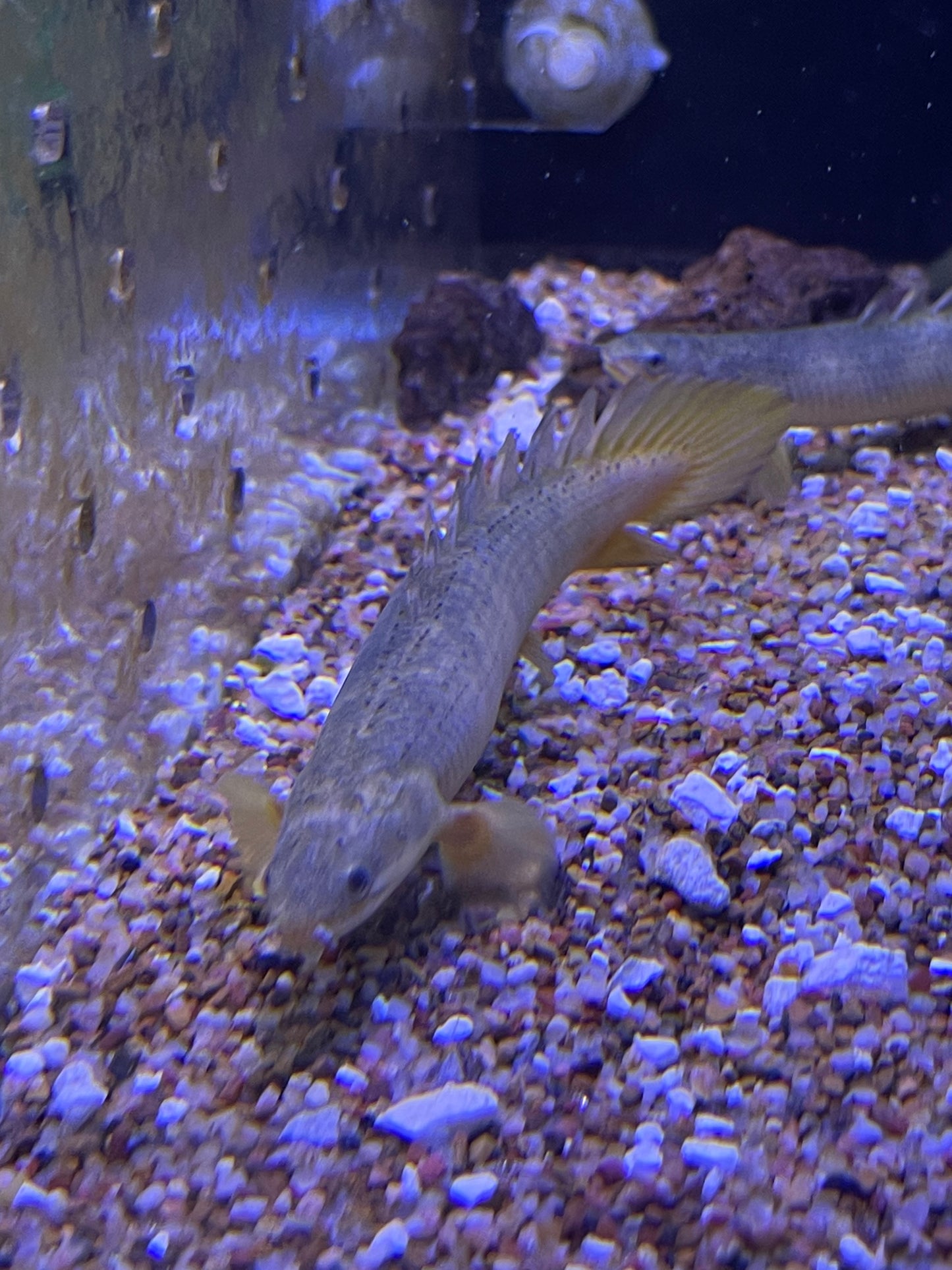 Marbled Senegal Polypterus