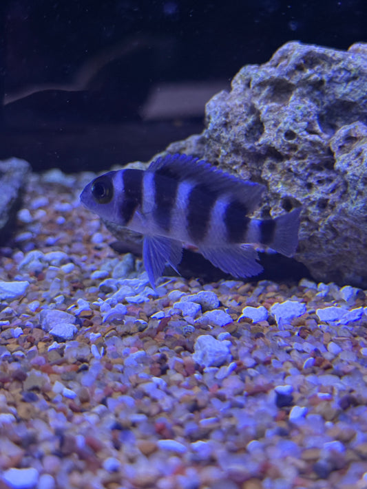 Five Bar Cichlid Neolamprologus tretocephalus