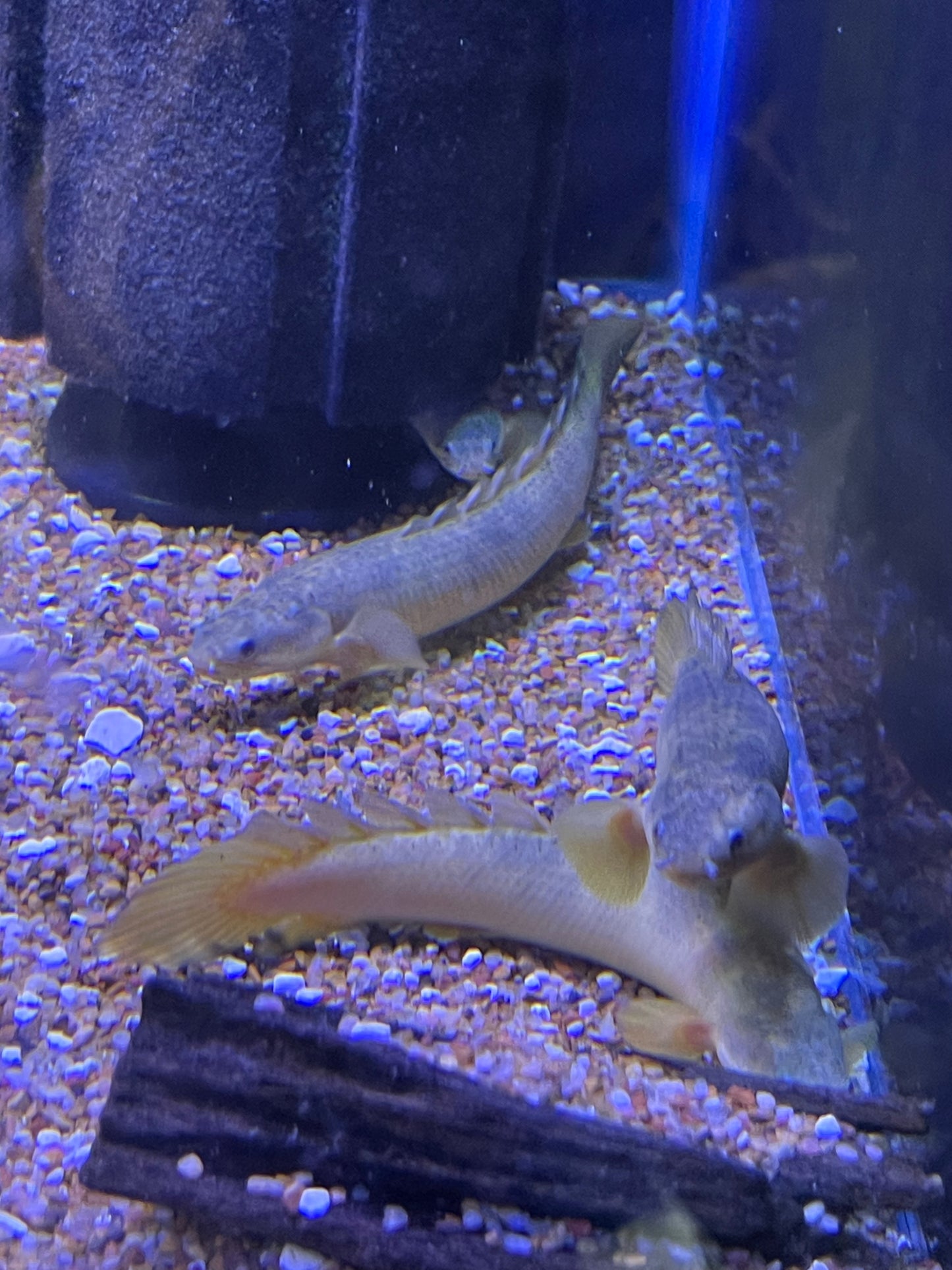 Marbled Senegal Polypterus