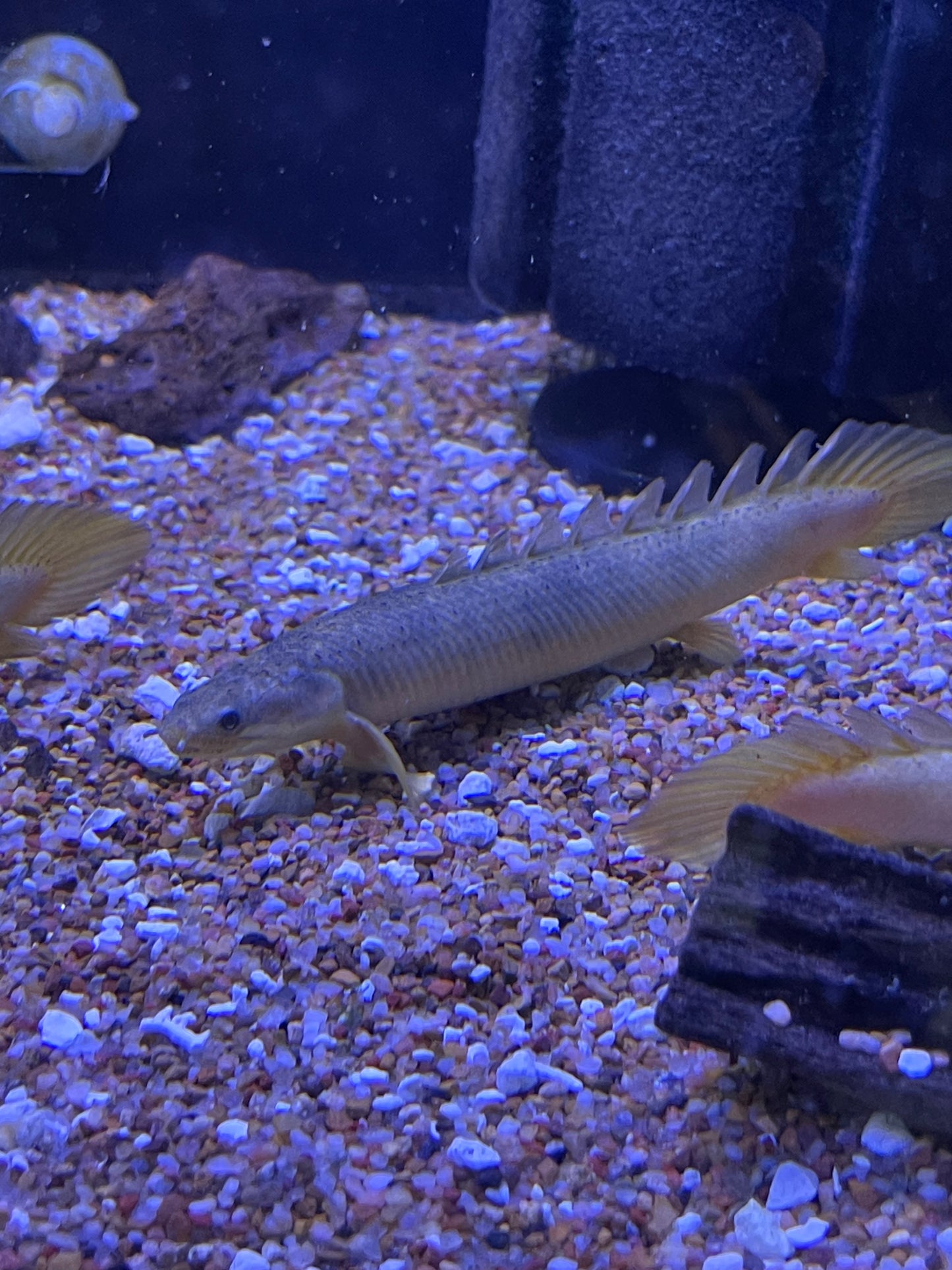 Marbled Senegal Polypterus