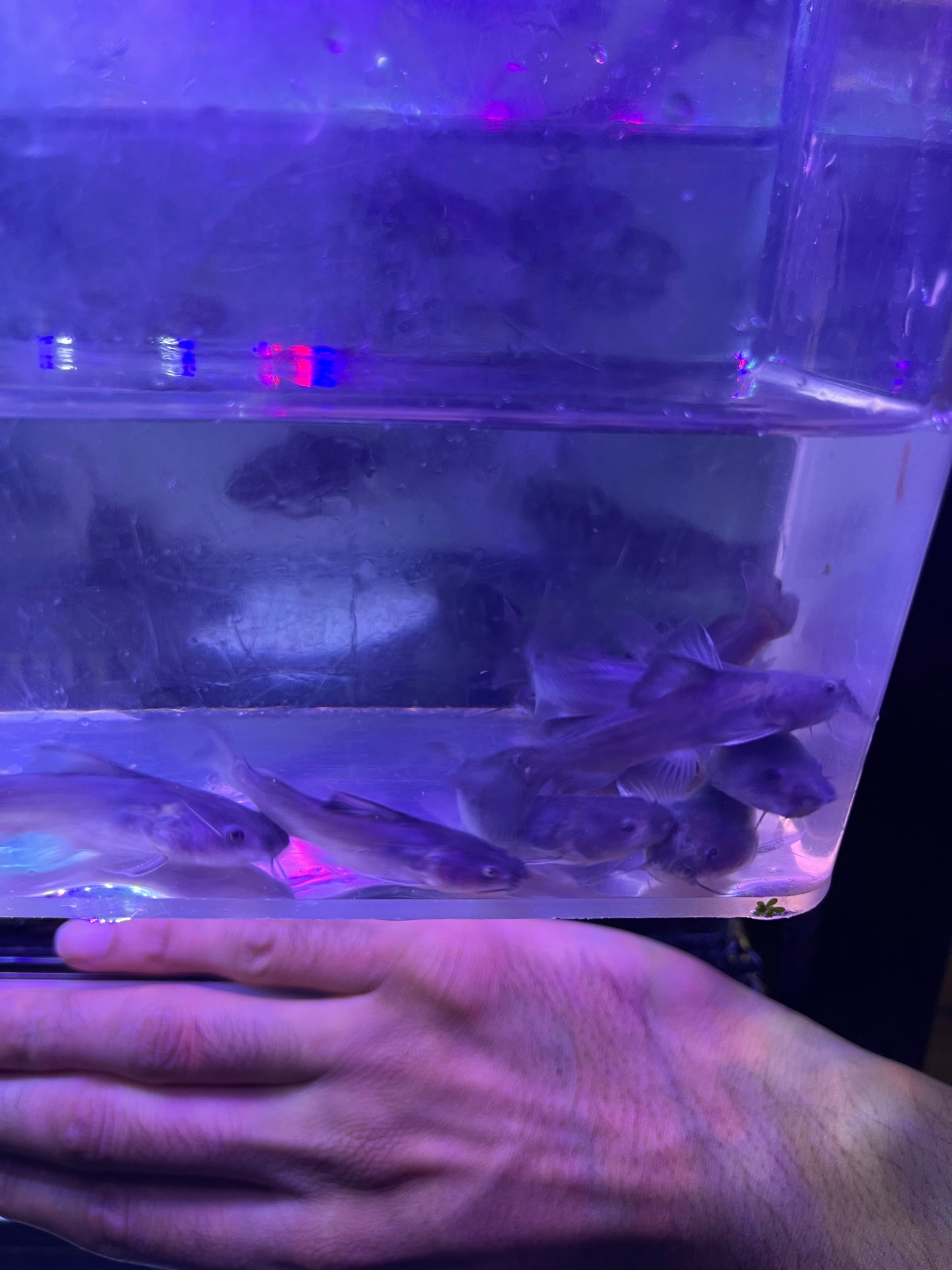Rare ! Rita Rita Catfish