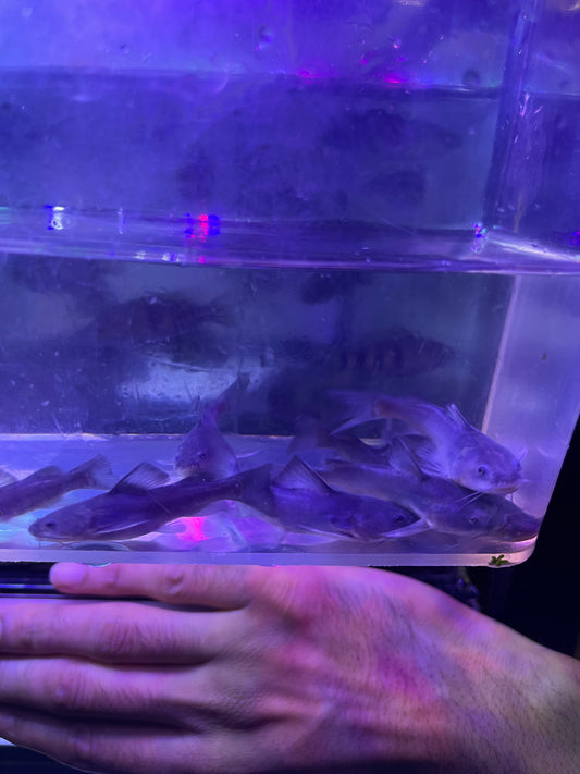 Rare ! Rita Rita Catfish