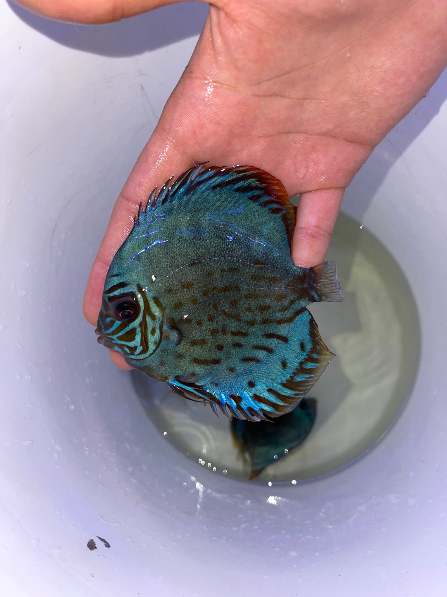 Blue Solid Turquoise