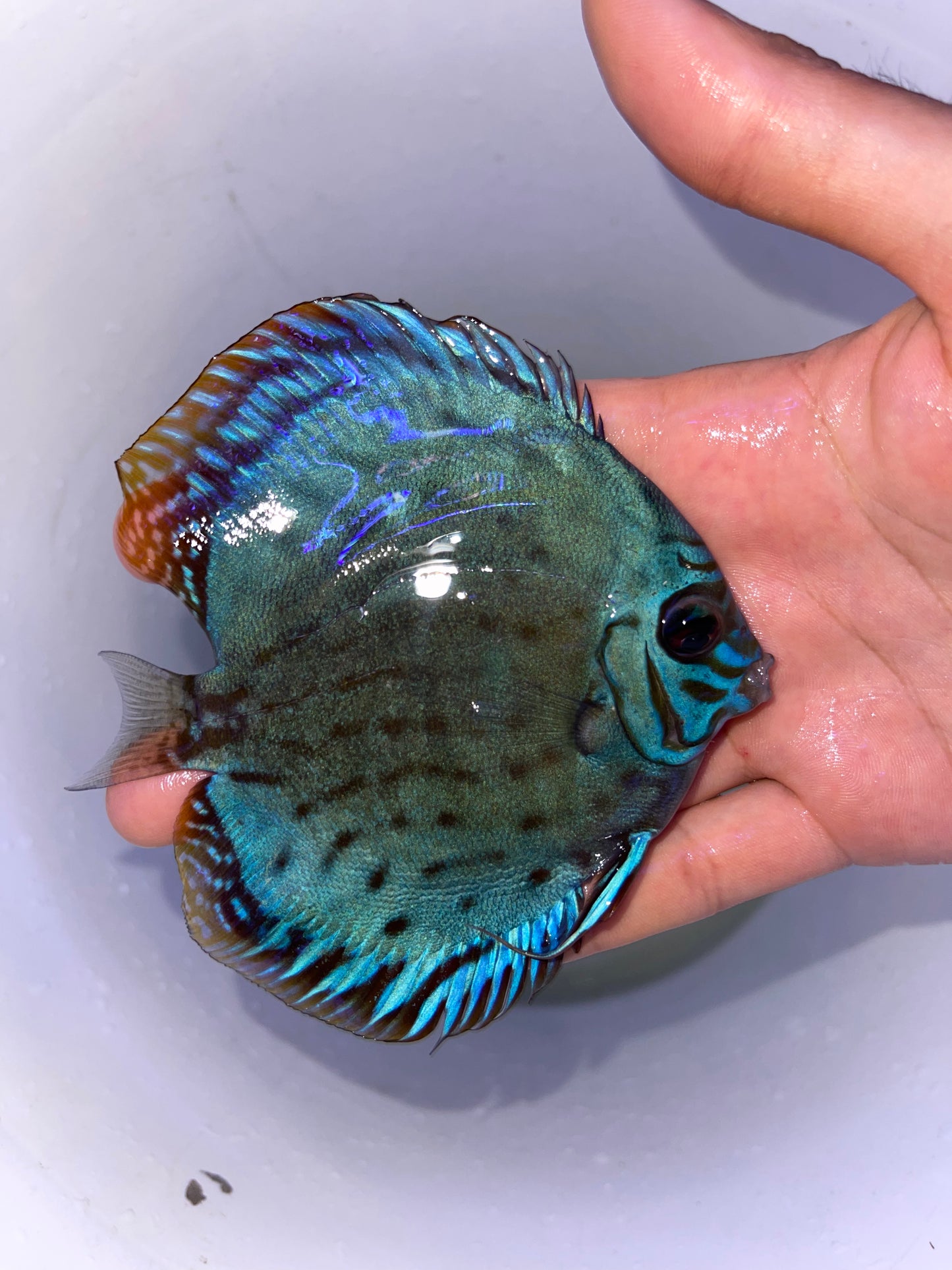 Blue Solid Turquoise