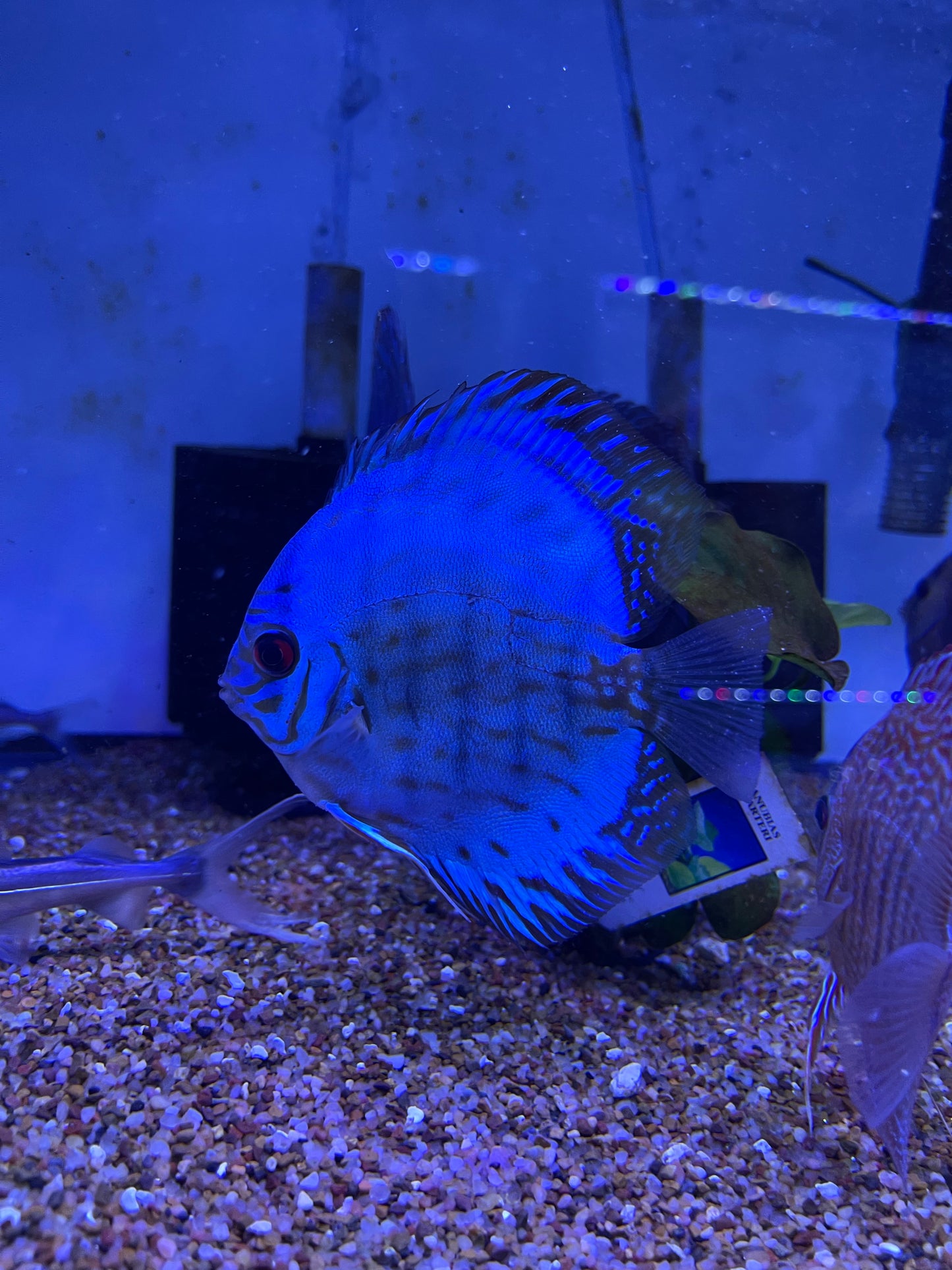 Blue Solid Turquoise