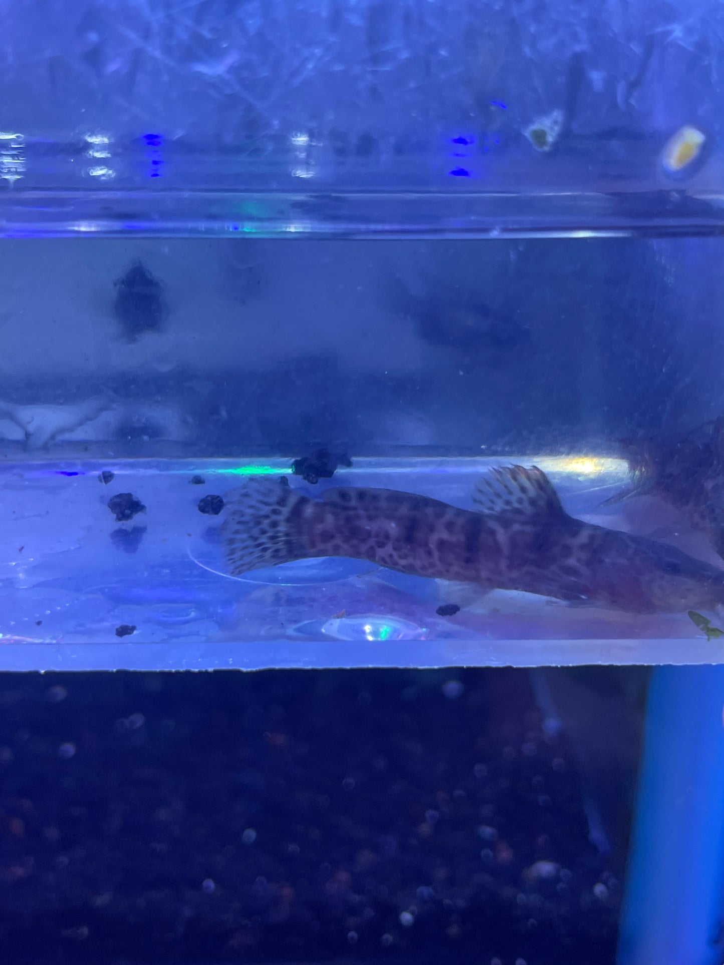 Dwarf Giraffe Catfish (Notoglanidium macrostoma)