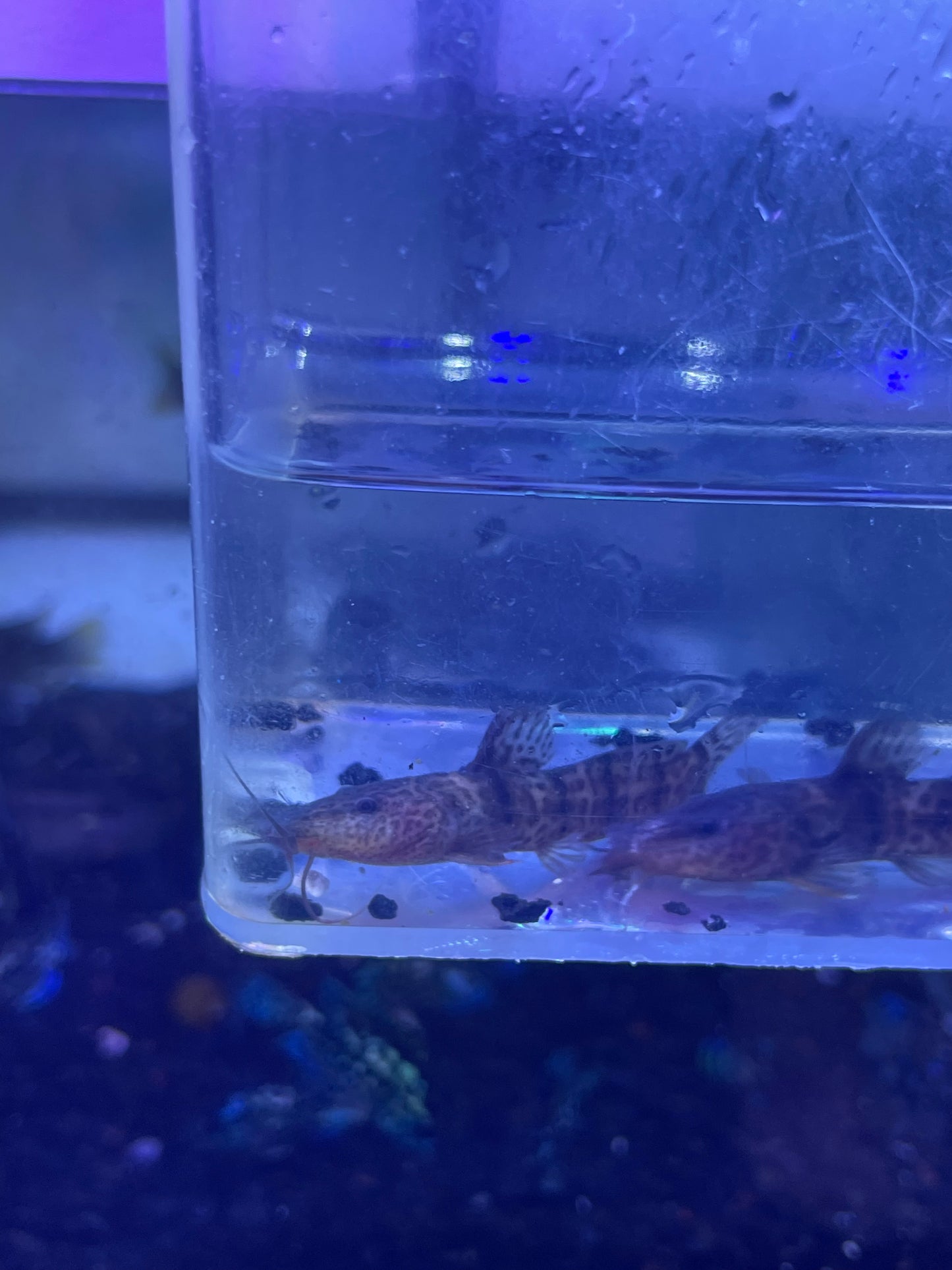 Dwarf Giraffe Catfish (Notoglanidium macrostoma)