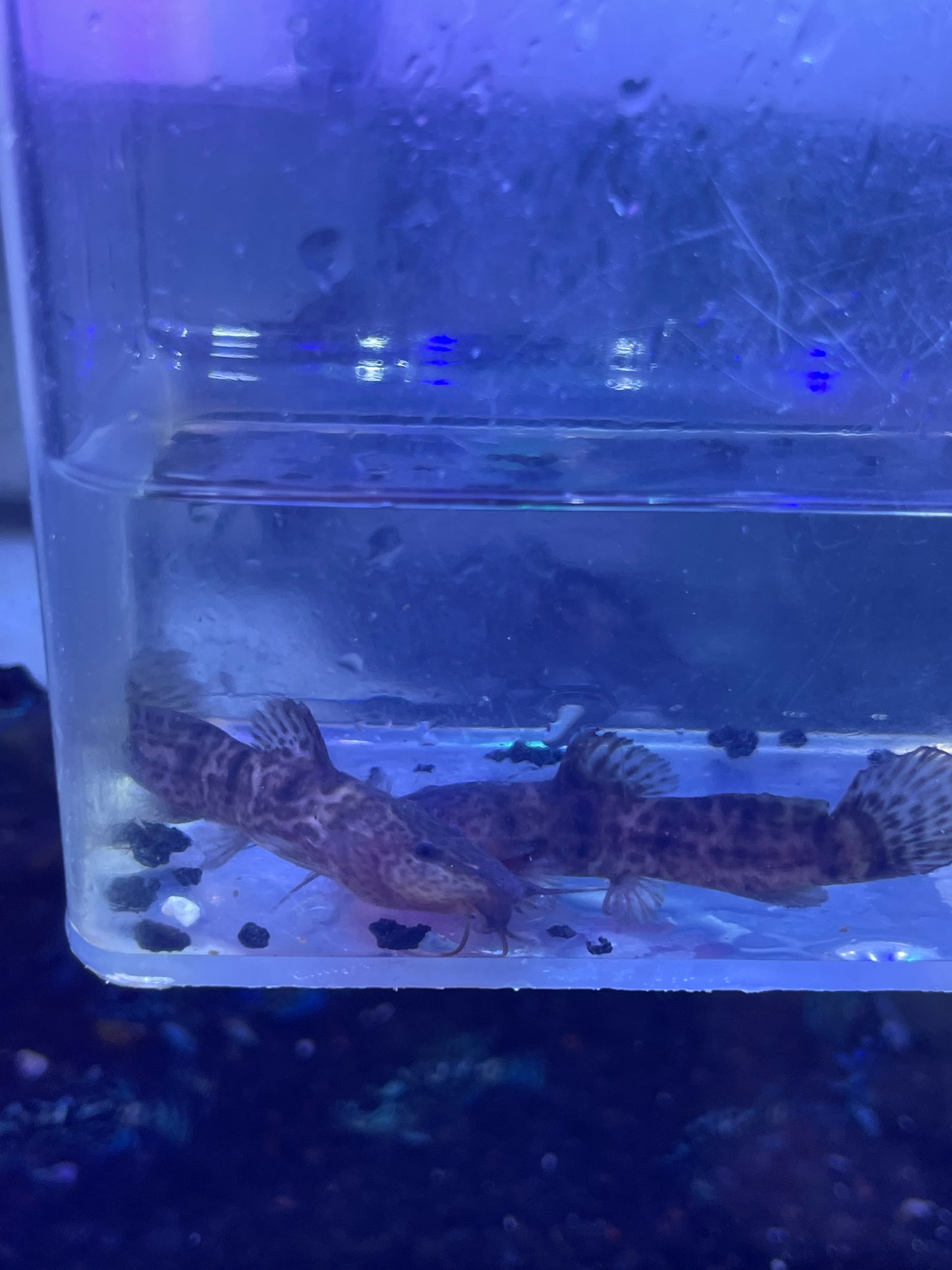 Dwarf Giraffe Catfish (Notoglanidium macrostoma)