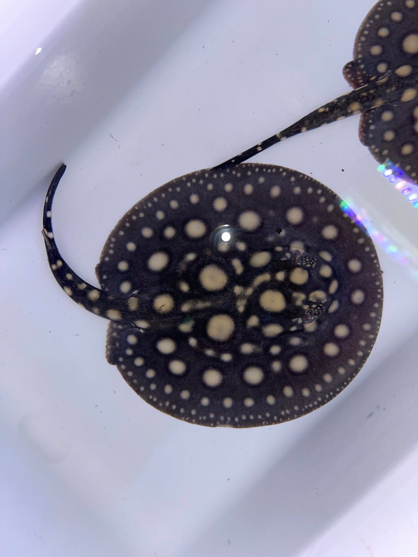 Black Diamond Hybrid (Albino BD Het)