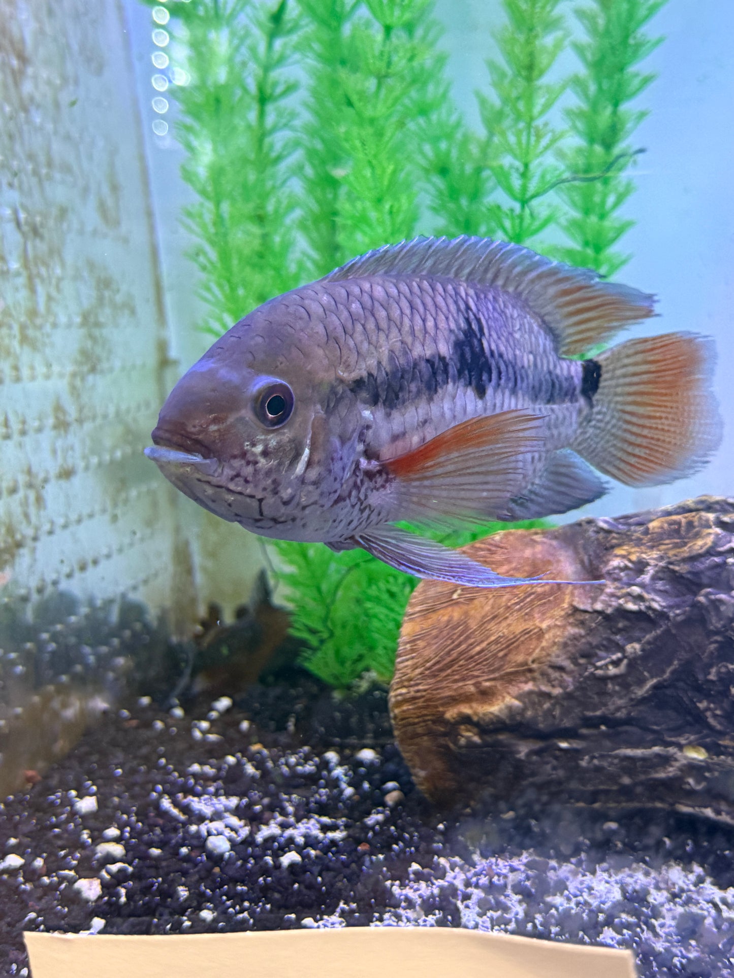 Cichlid Acara sp ?