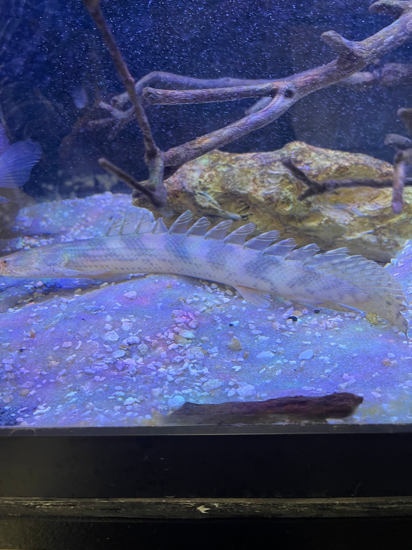 Polypterus sp Nigeria