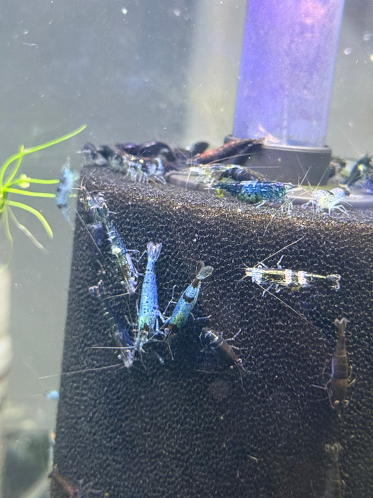 Carbon Rili shrimp Phantom Rili (Neocaridina davidi)