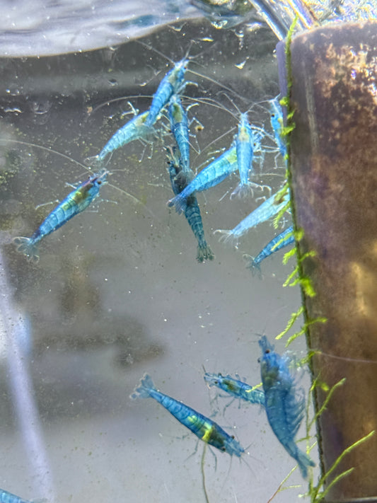 Blue Jelly Shrimp Neocaridina davidi