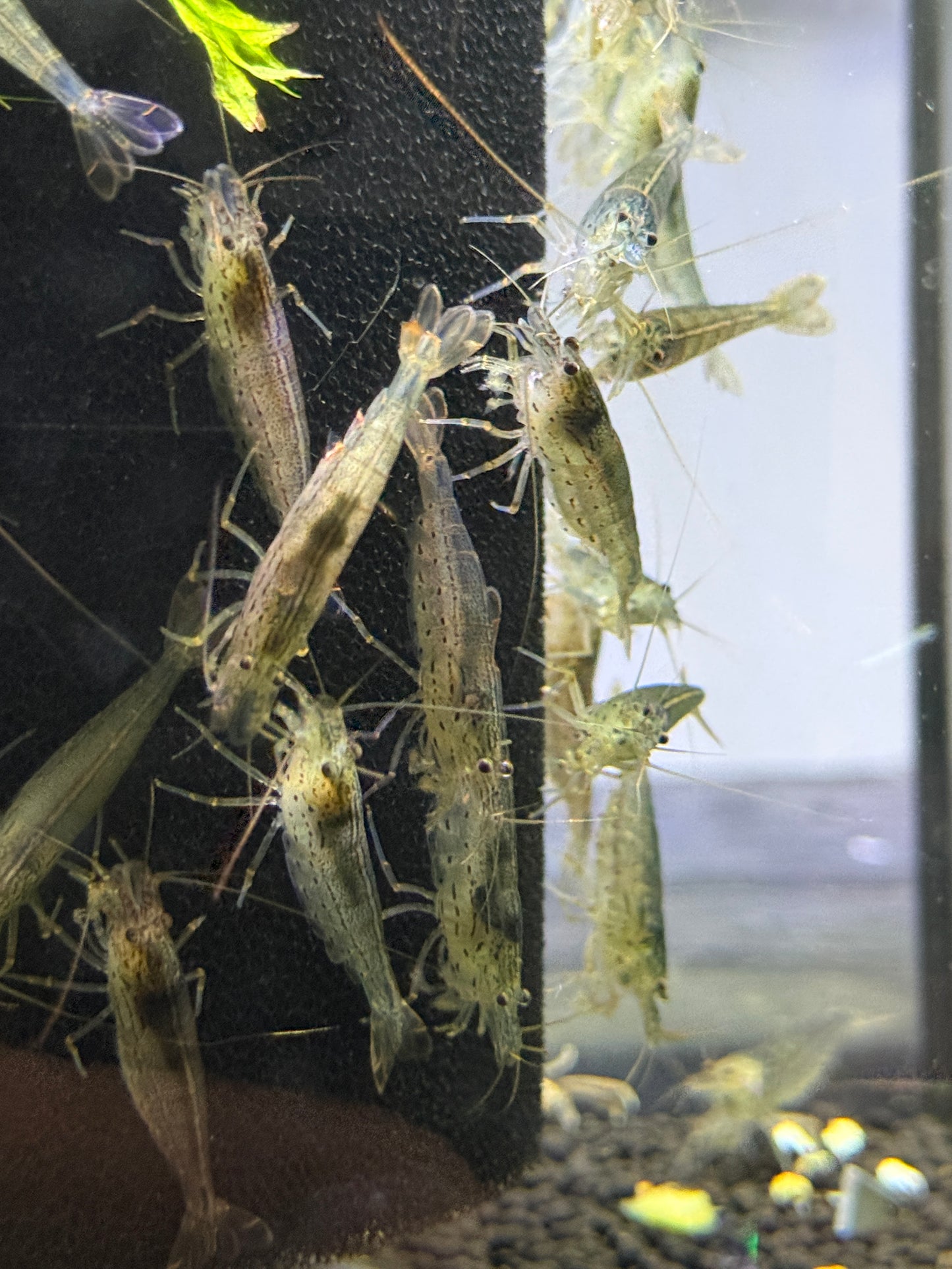 Amano Yamato Shrimp (Caridina multidentata)