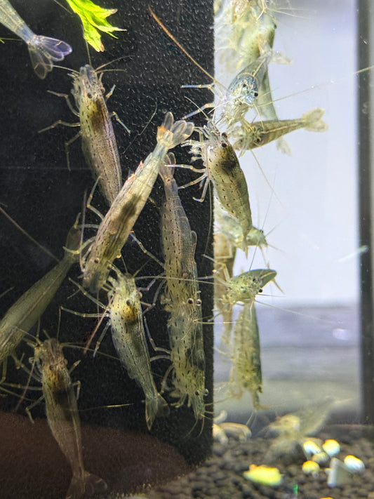 Amano Yamato Shrimp (Caridina multidentata)
