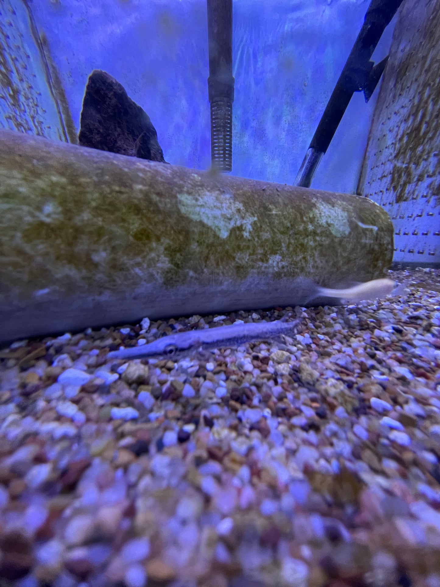 Aligator Gar
