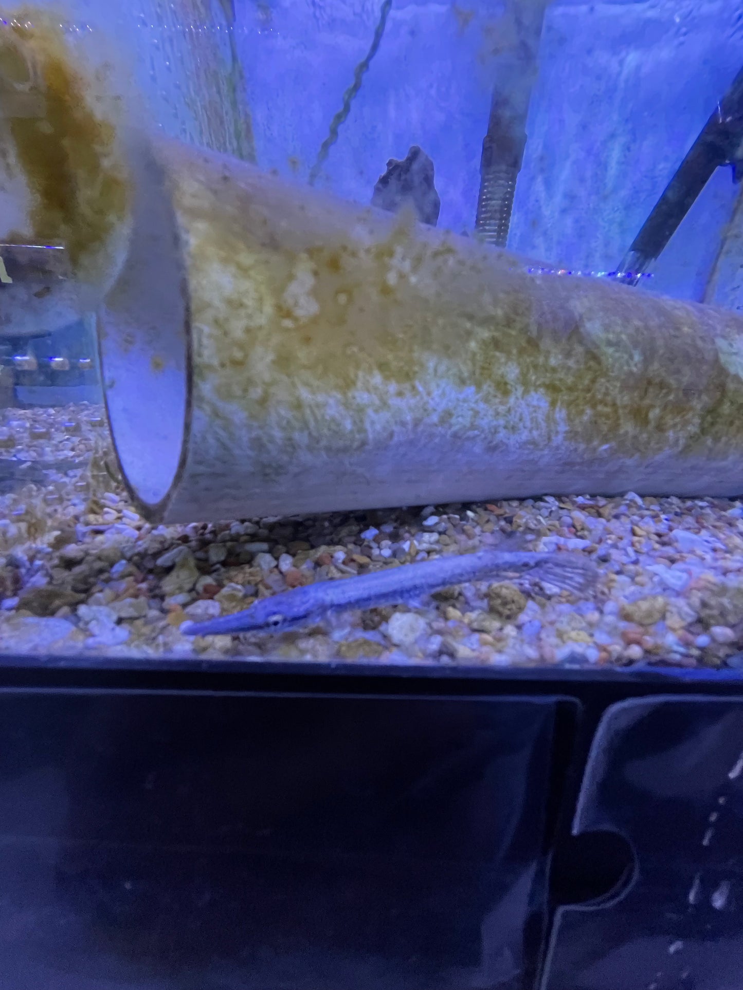 Aligator Gar