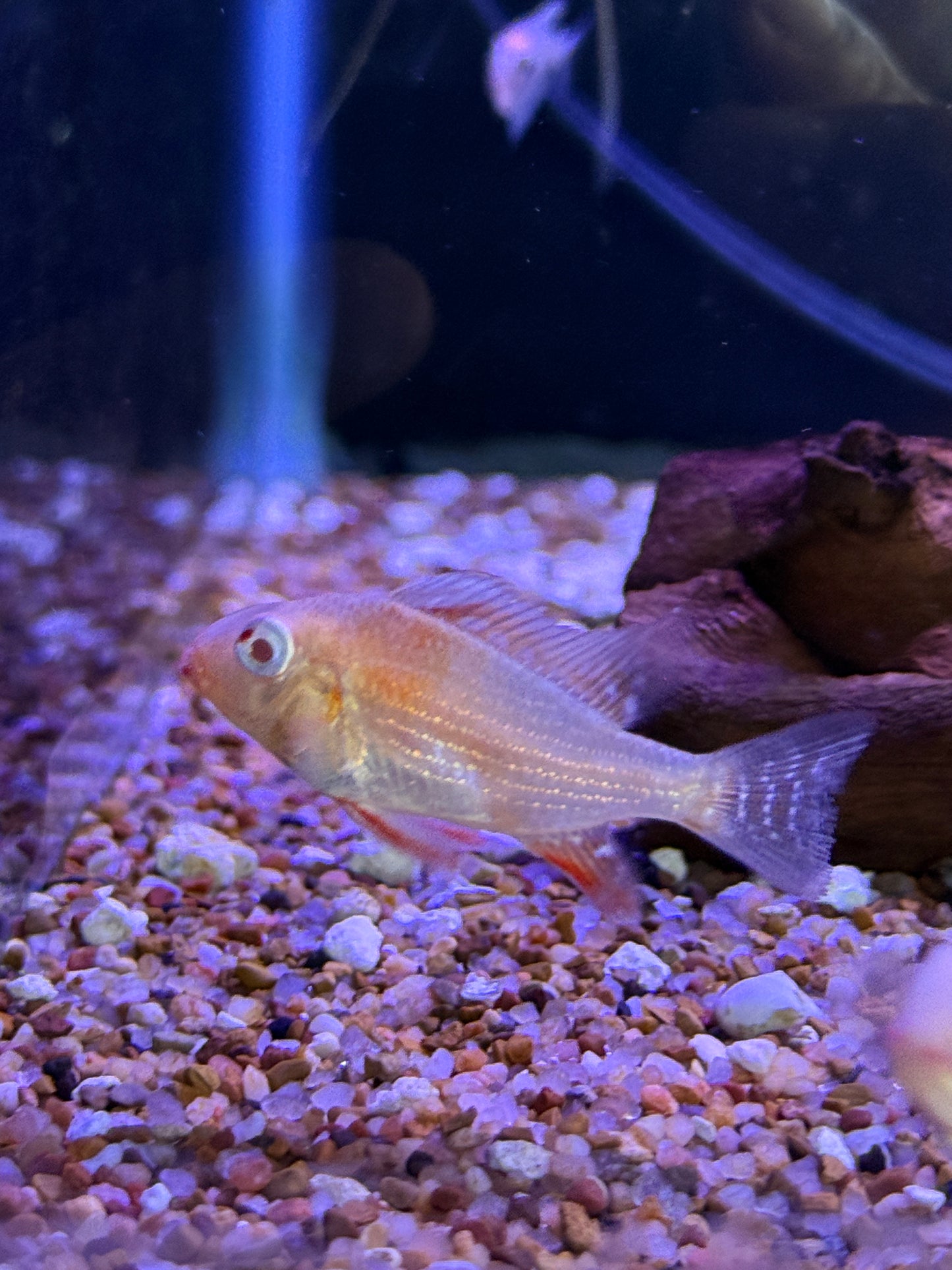 Luo Huan Albino Heckelii (Acarichthys Heckelii)