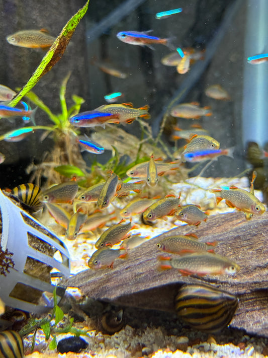 Galaxy Rasbora / Celestial Pearl Danio