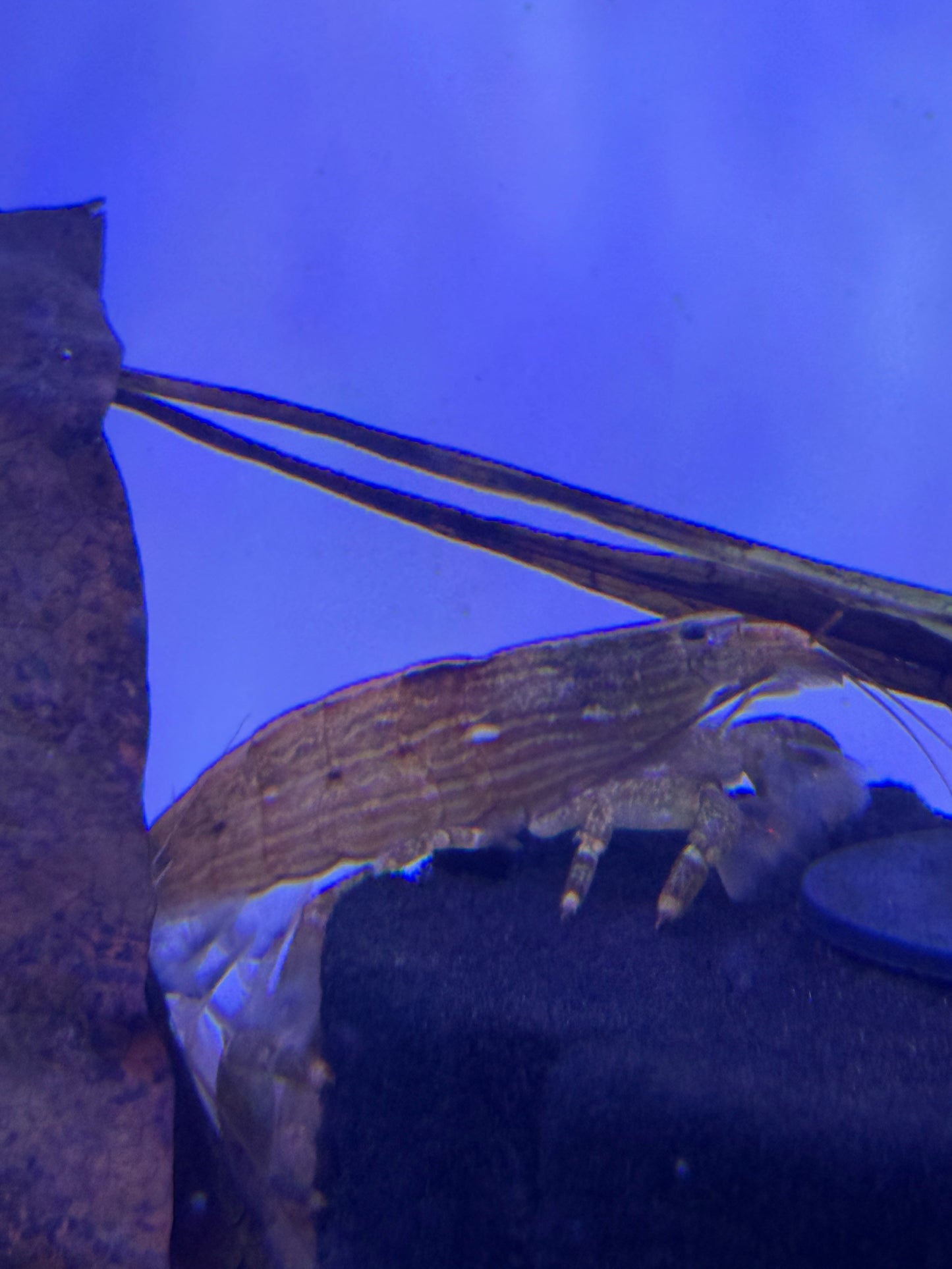 Bamboo shrimp (Atyopsis moluccensis)