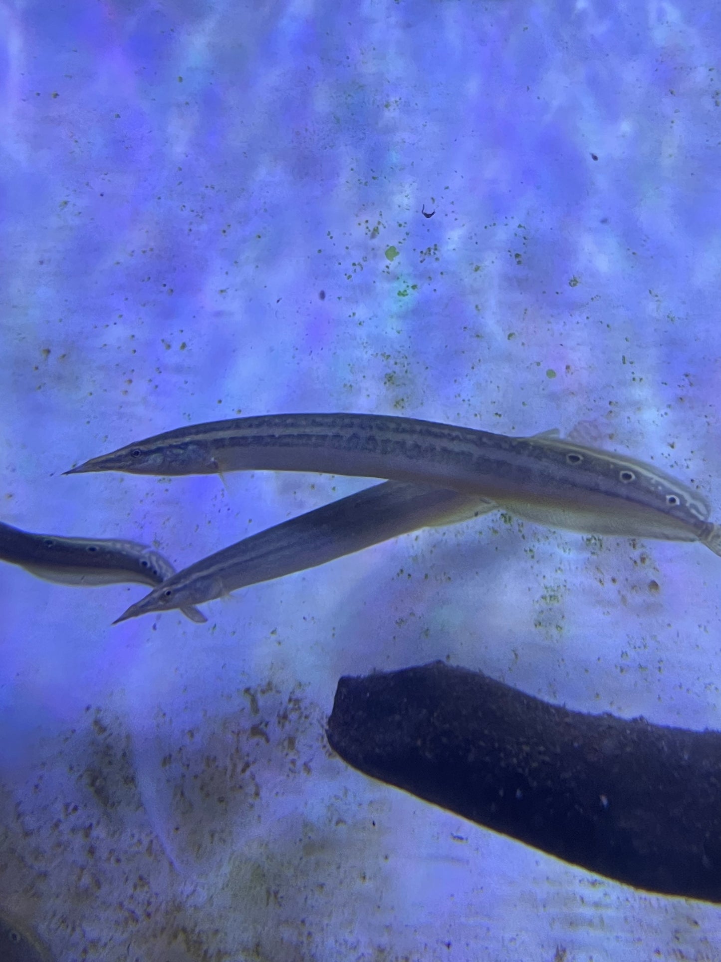(Macrognathus siamensis)Peacock Eel