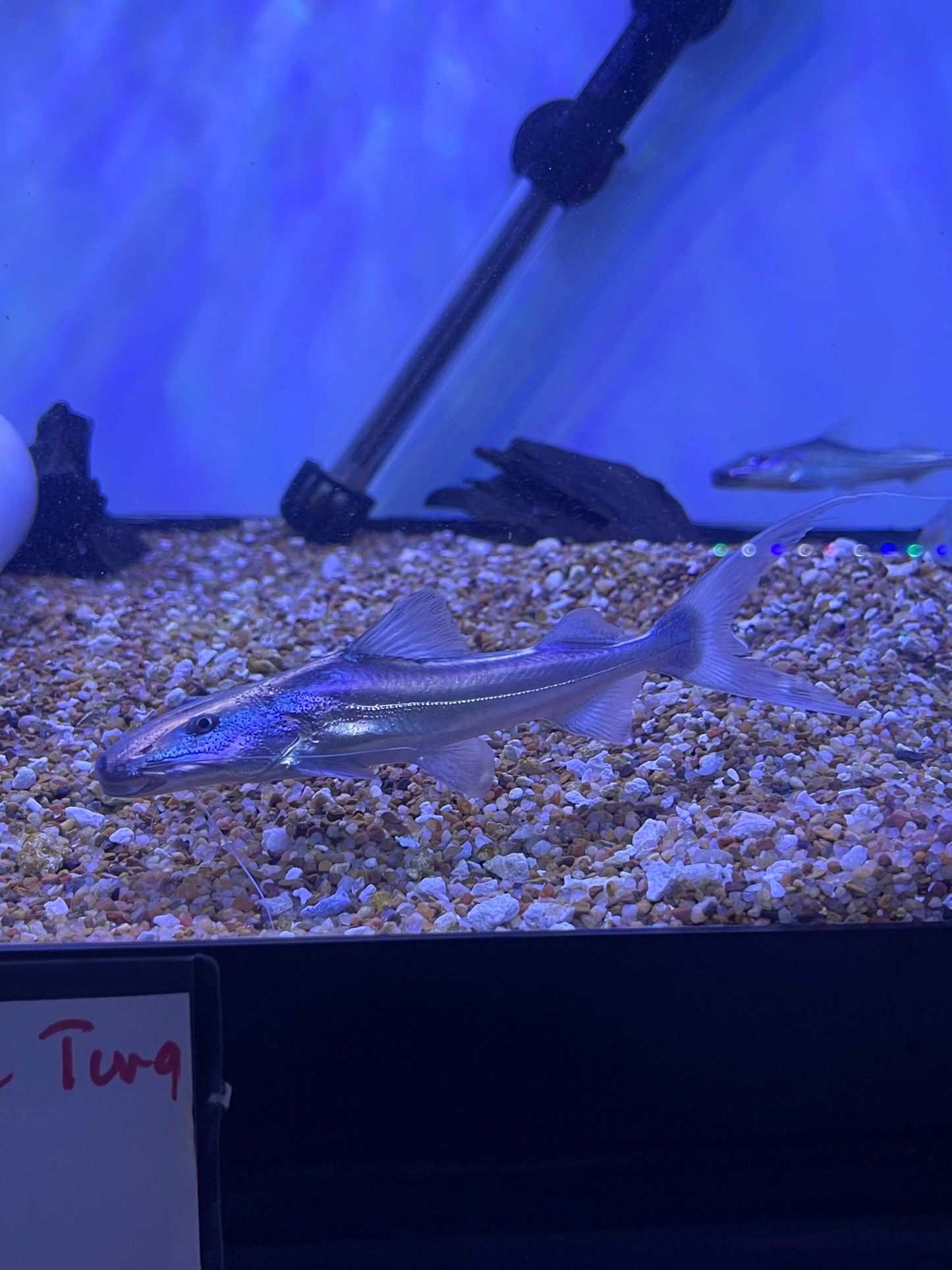 Dorado Catfish (Brachyplatystoma Rousseauxii)
