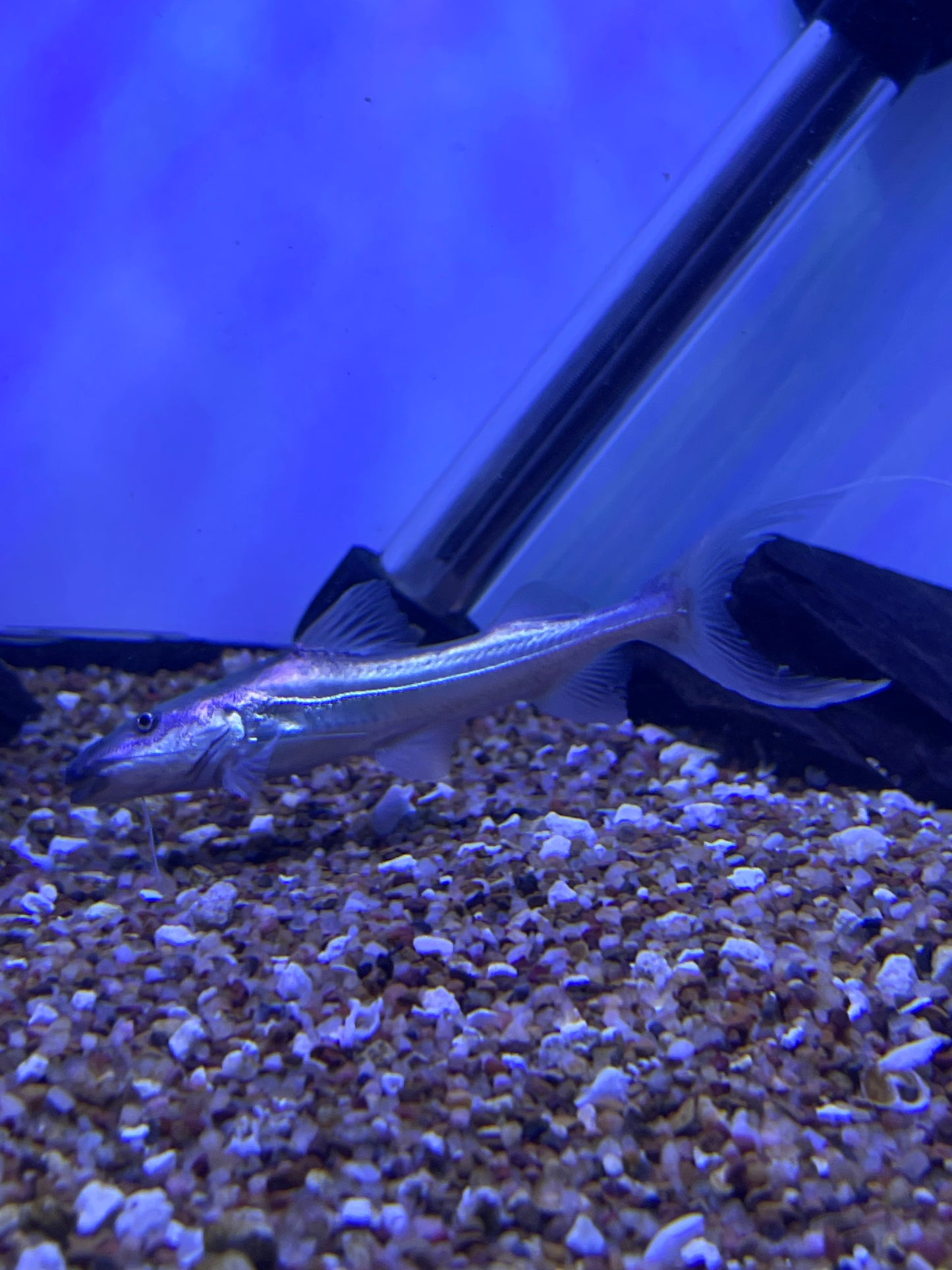 Dorado Catfish (Brachyplatystoma Rousseauxii)