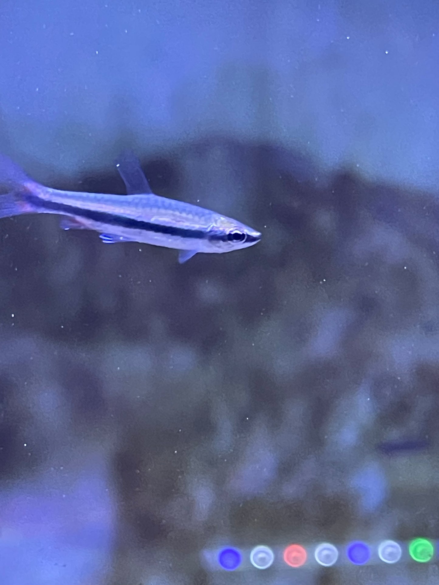 Beckfords Pencil fish