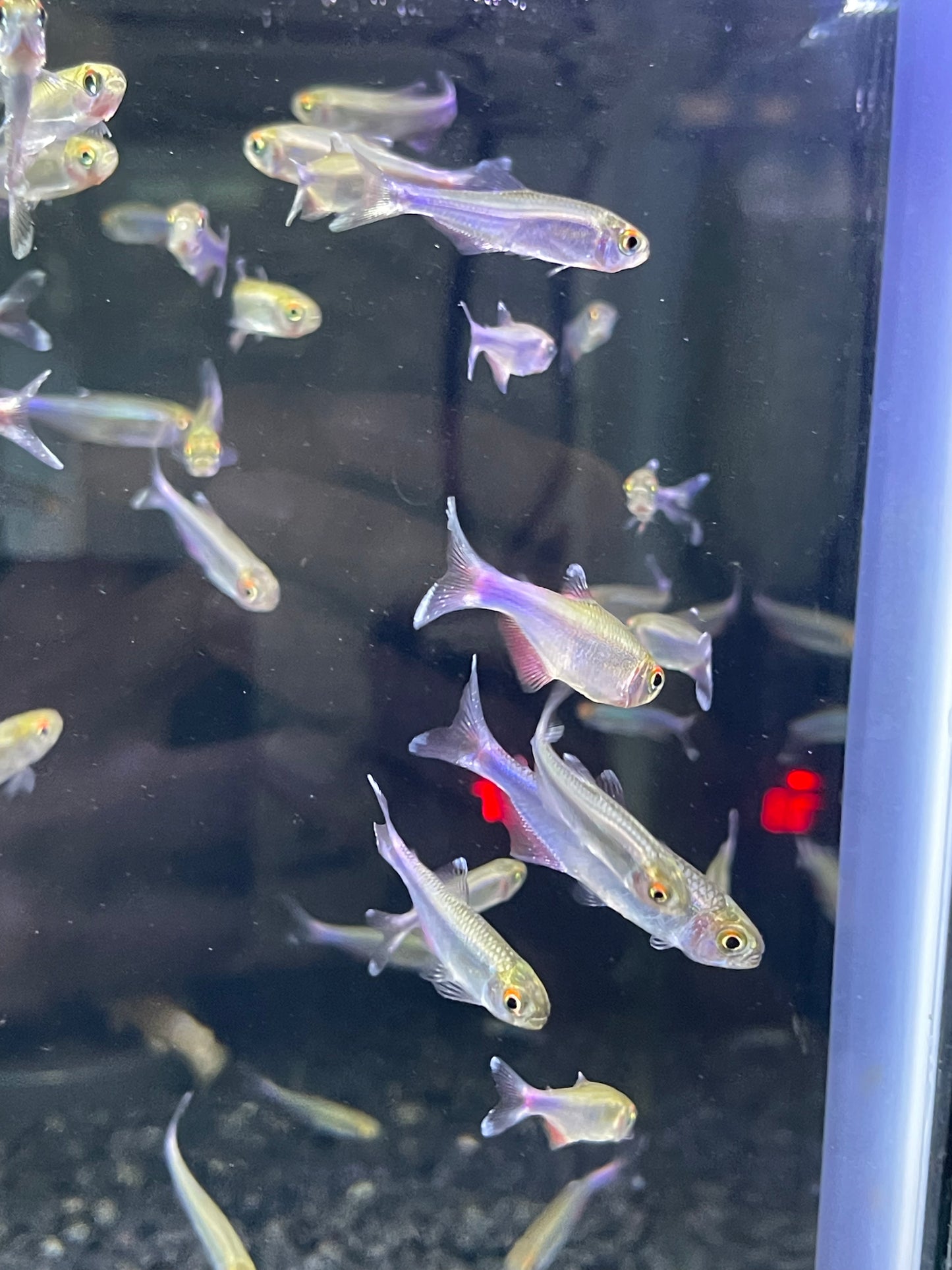 Cochu’s Blue Tetra Boehlkea fredcochui