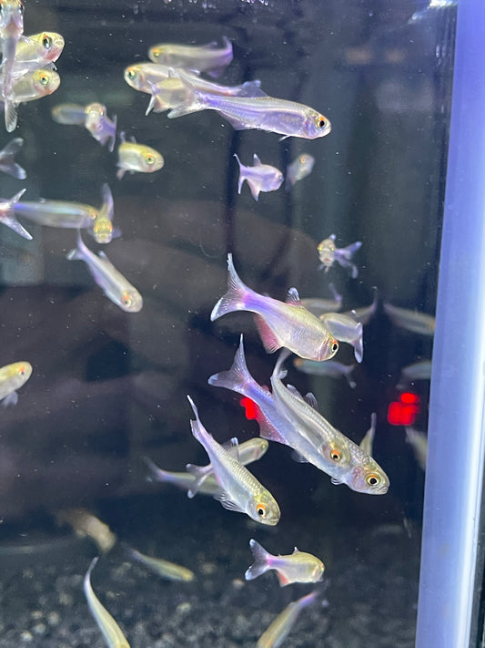 Cochu’s Blue Tetra Boehlkea fredcochui