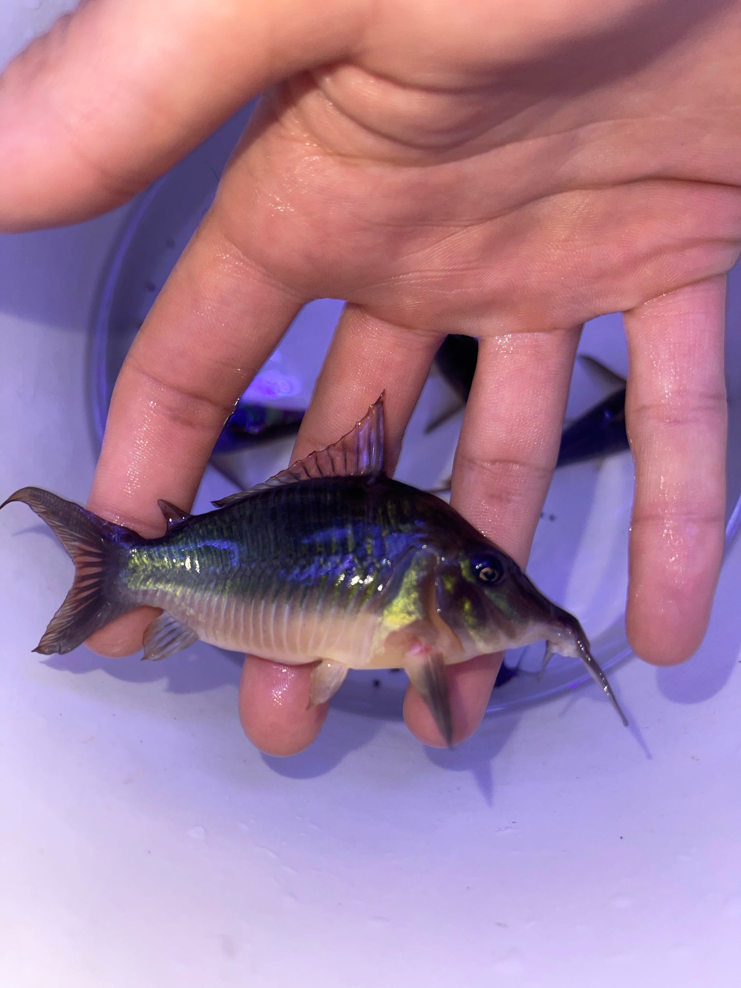 Hognose Brochis (Brochis multiradiatus)