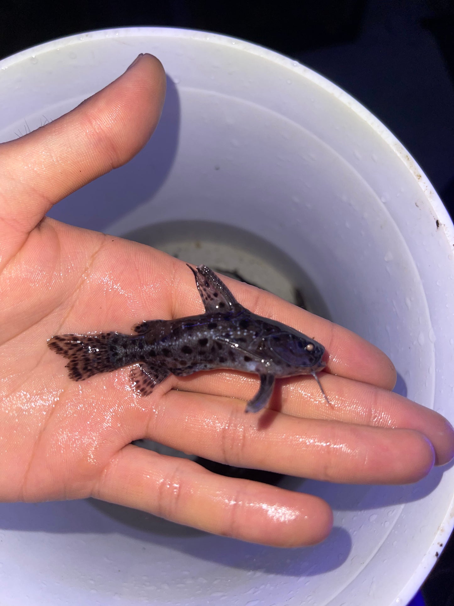 Black Jaguar Wood Catfish (Liosomadoras Morrowi)