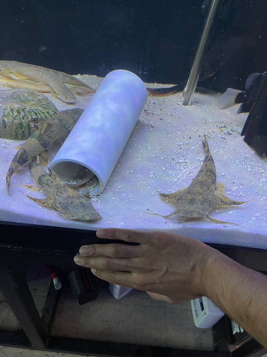 Goonch Catfish (Bagarius Bagarius)