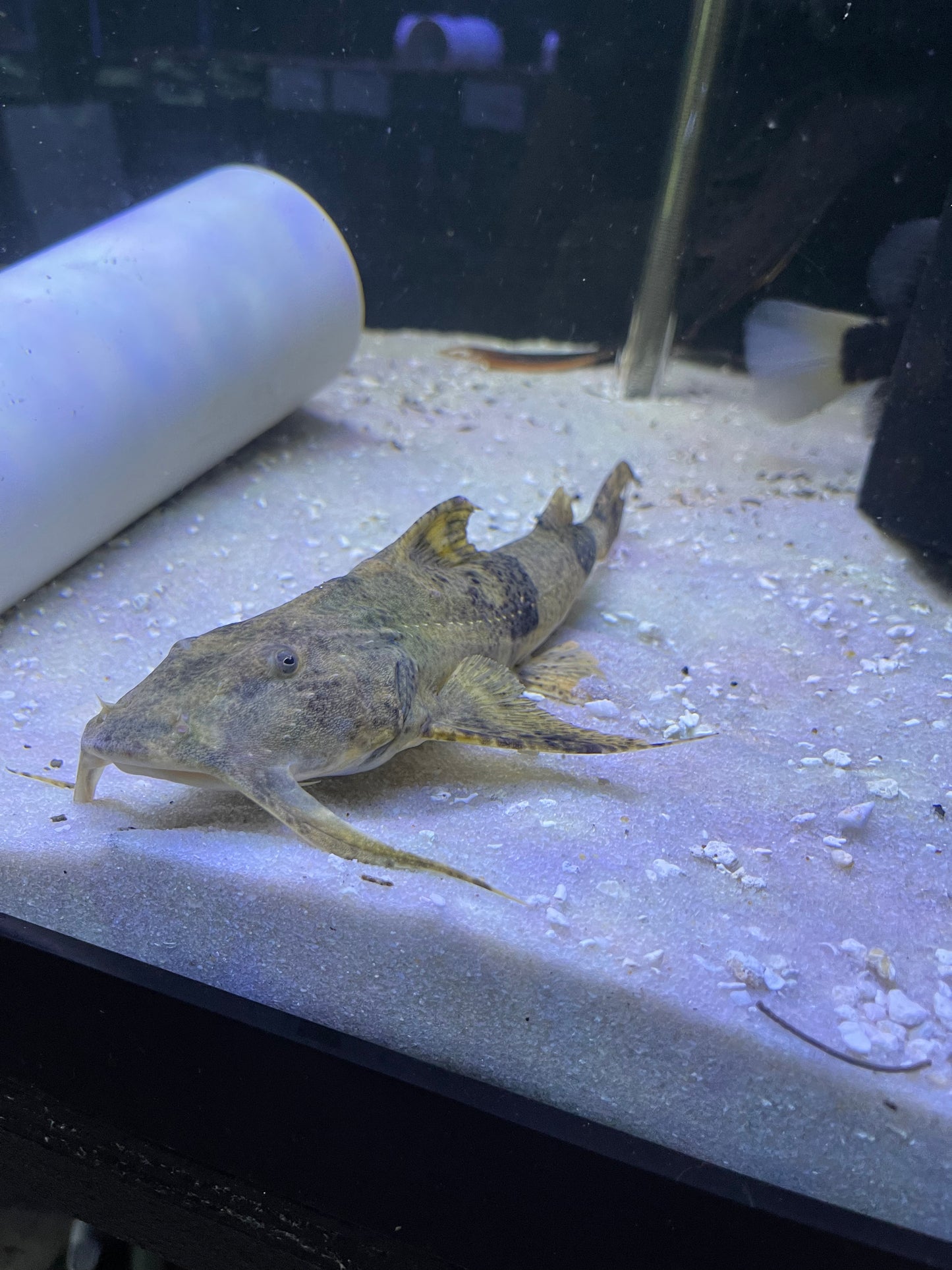 Goonch Catfish (Bagarius Bagarius)
