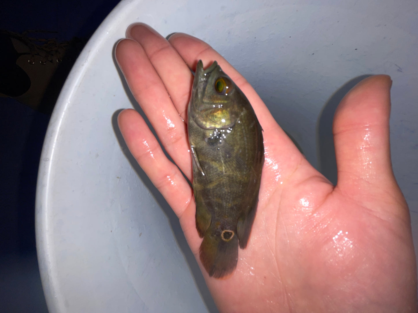 Wild Green Oscar (Astronotus Ocellatus)