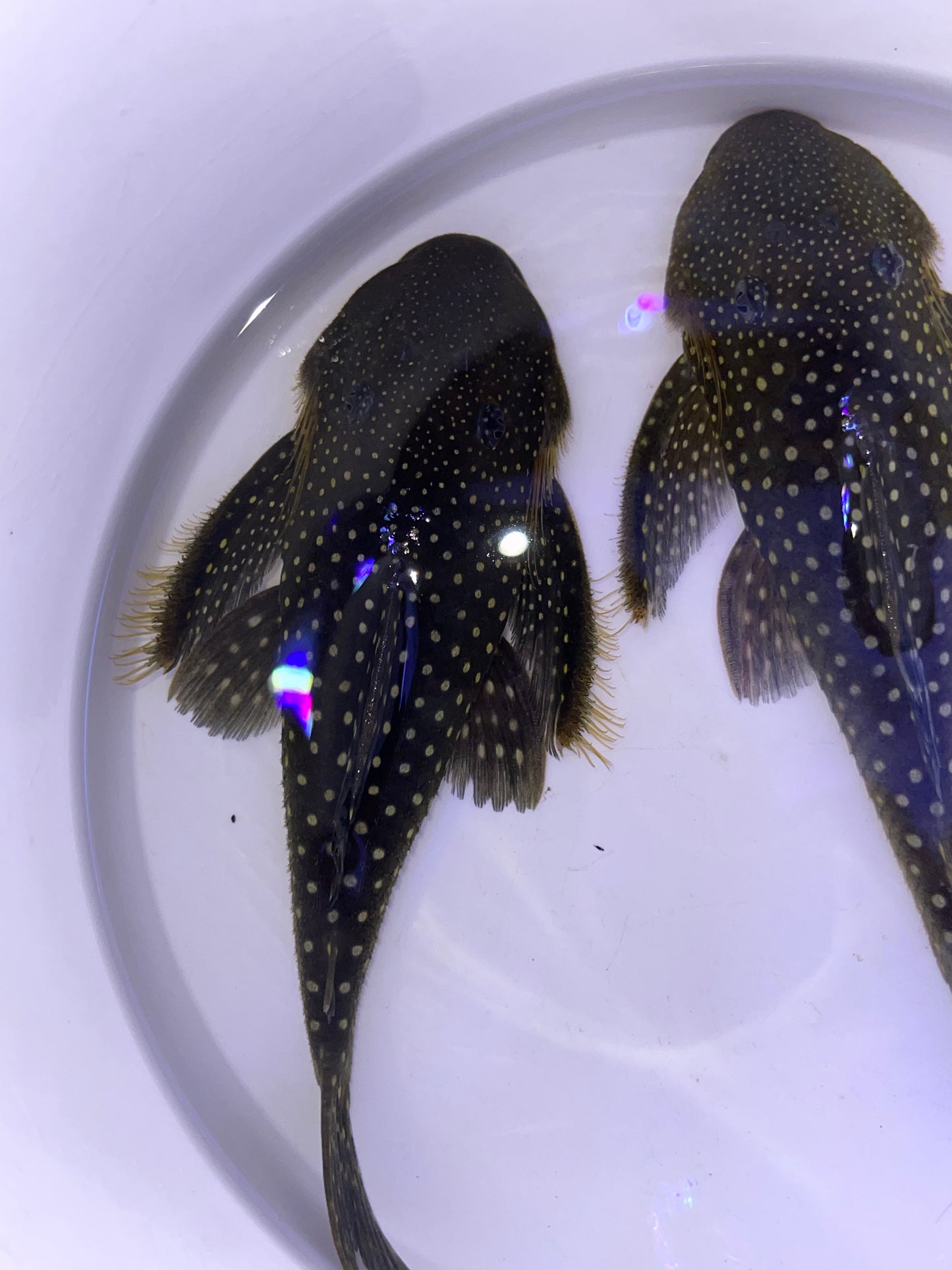L128 Blue Phantom Pleco