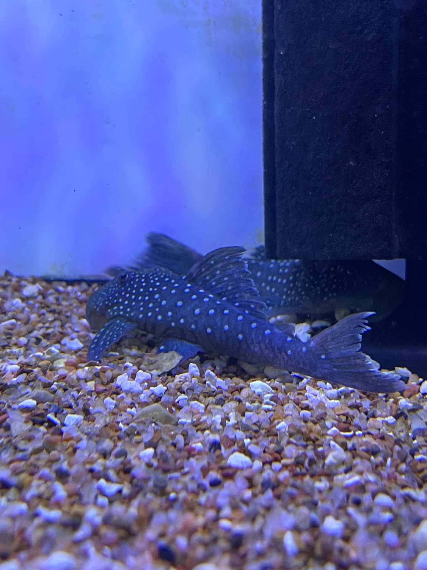 L128 Blue Phantom Pleco