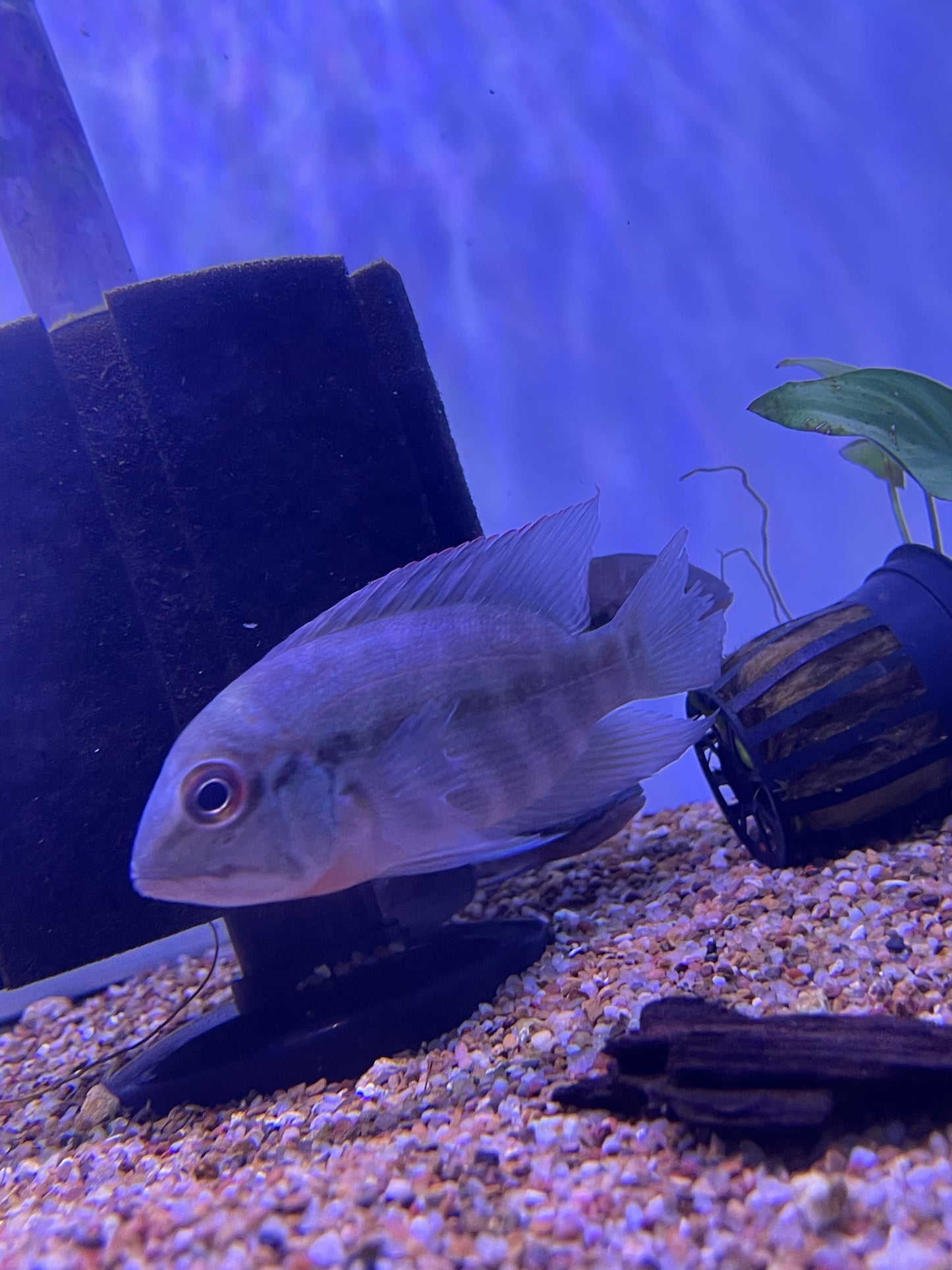 True Parrot Cichlid (Hoplarchus Psittacus)