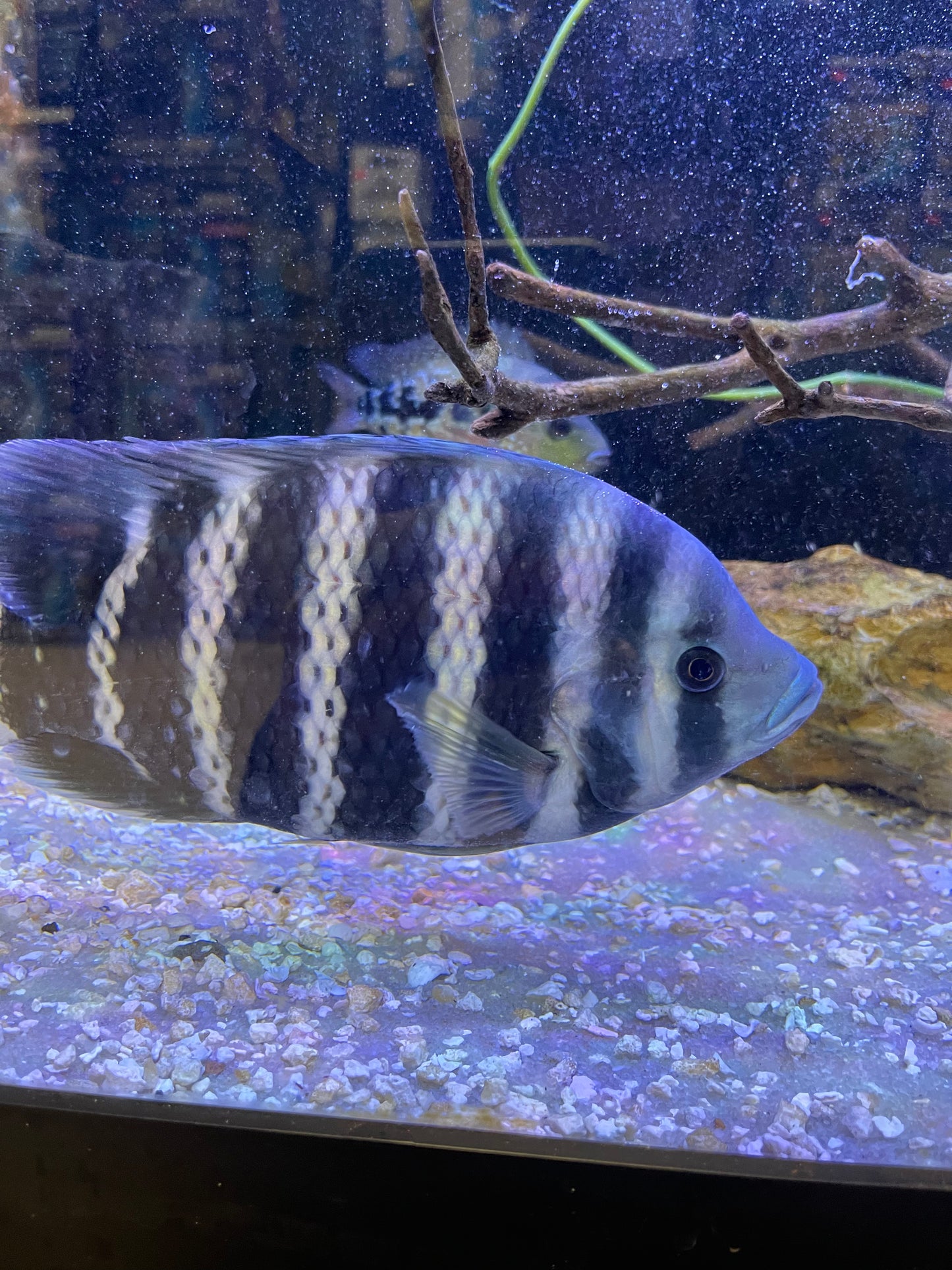 Heterotilapia buttikofer Zebra Tilapia