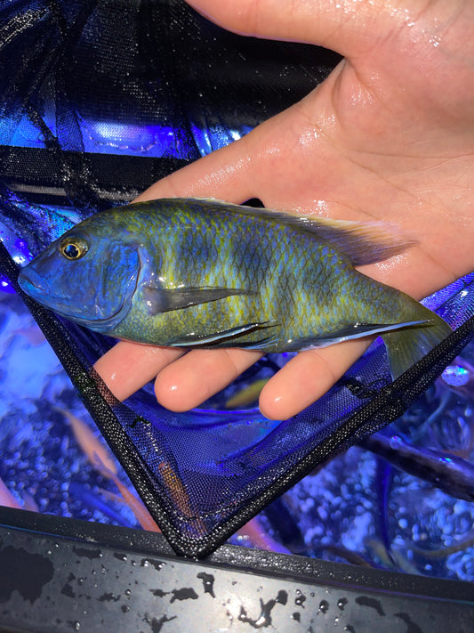 Jumbo Venustus Cichlid (Nimbochromis Venustus)