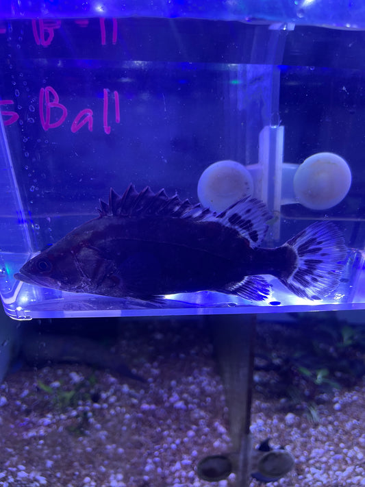 Chinese Perch (Siniperca Chuatsi)