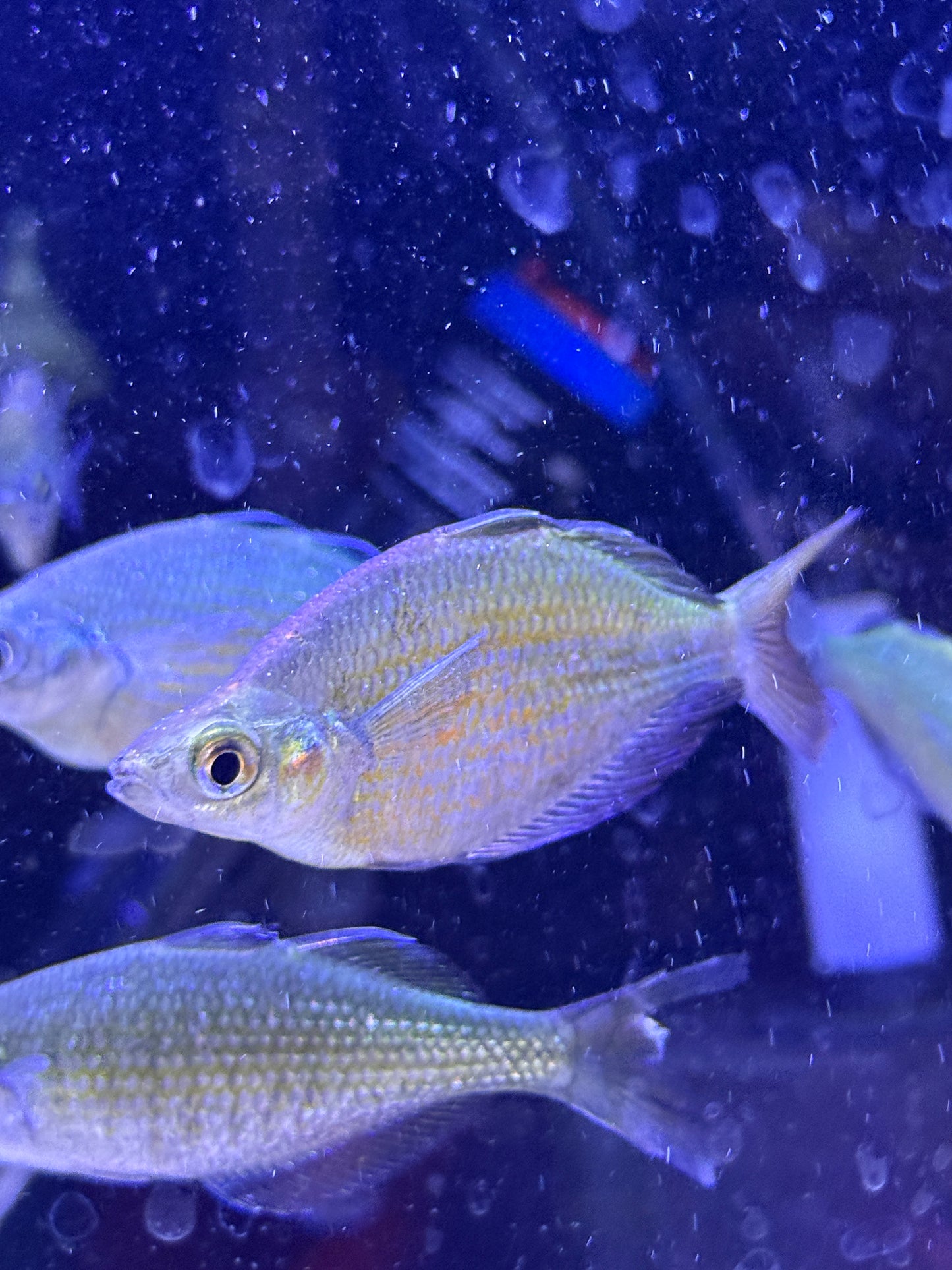 Lake Wanam rainbowfish (Glossolepis wanamensis)