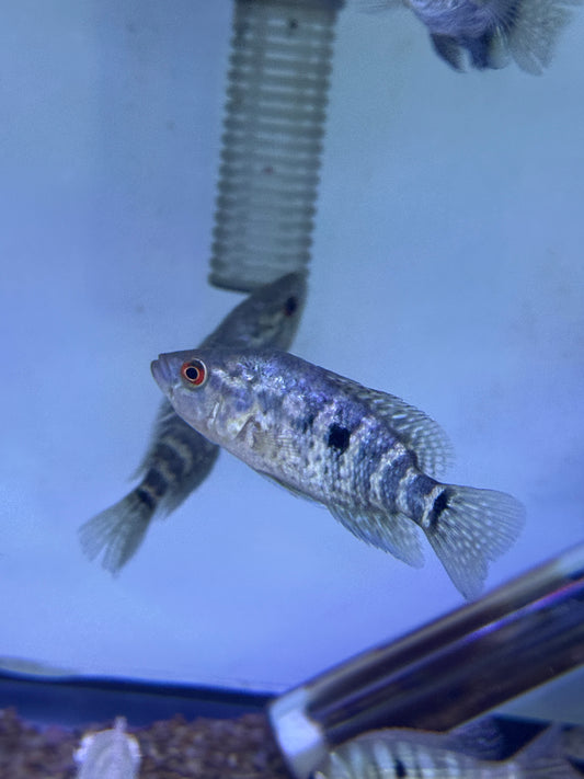 Jaguar Cichlid (Parachromis managuensis)