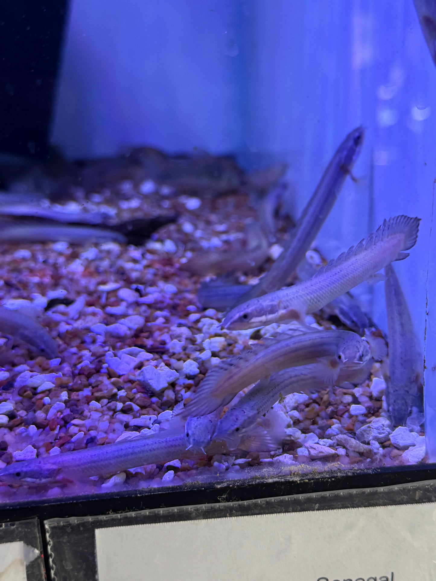 Polypterus Senegal Dinosaur Bichir