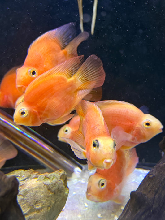 Parrot Cichlid