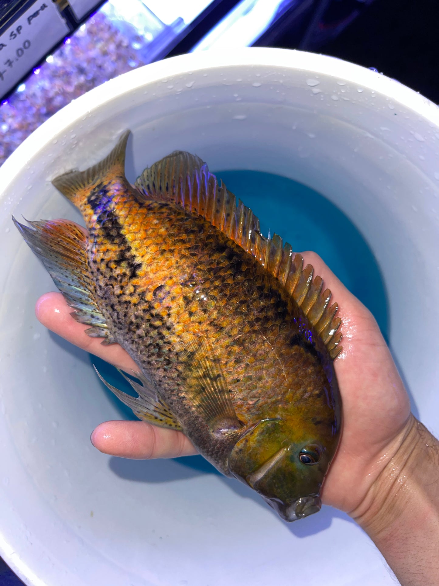 Synspilum" Cichlid (Vieja melanura)