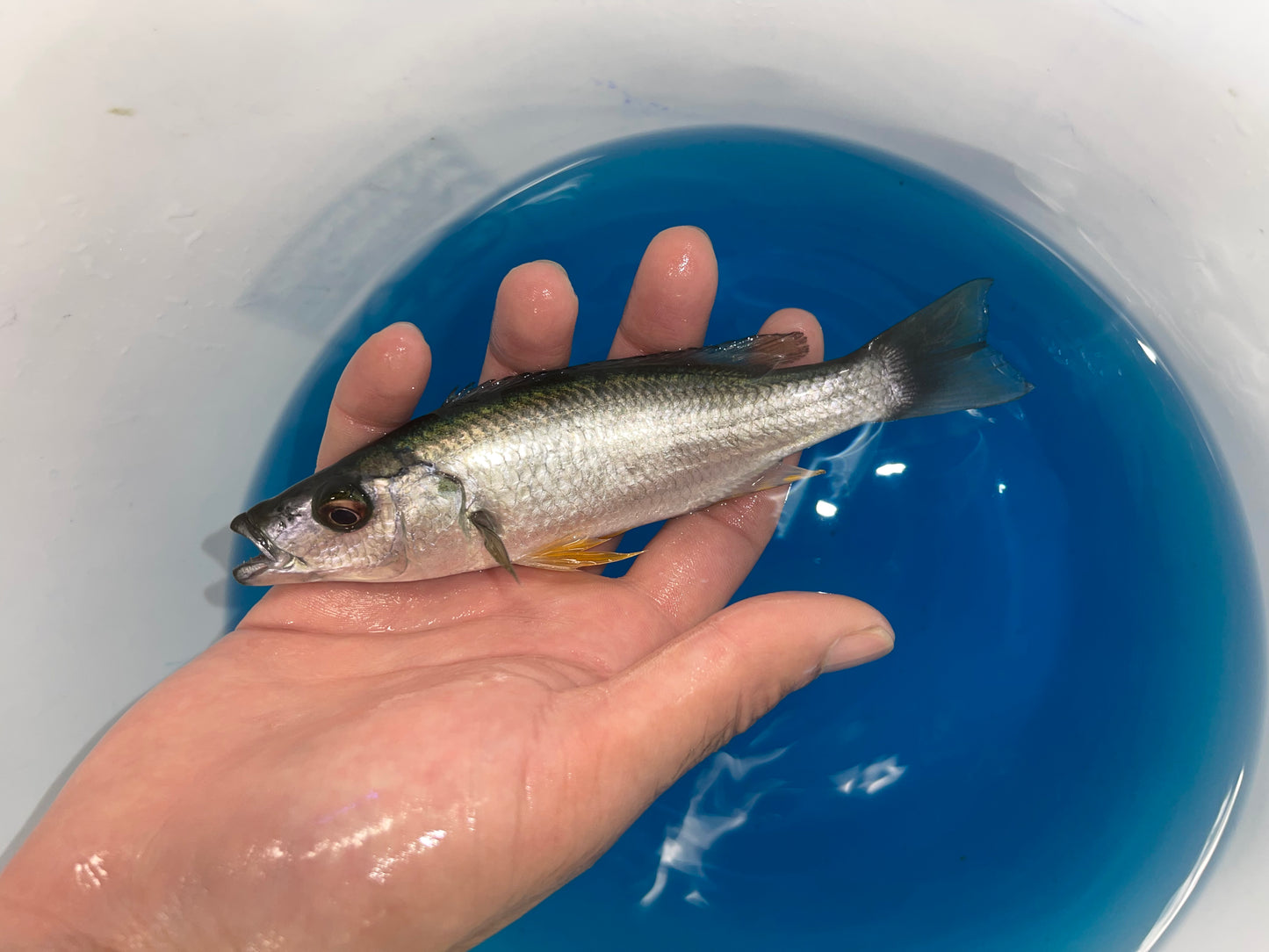 Rhamphochromis macrophthalmus
Malawi Barracuda
