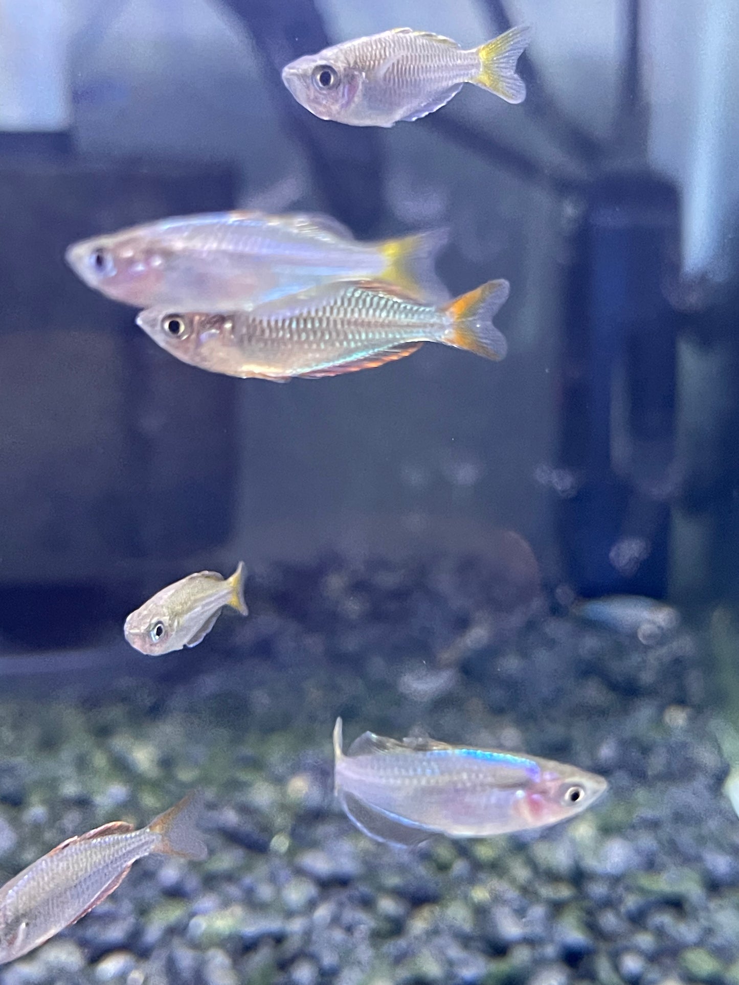 DWARF NEON PRAECOX RAINBOWFISH (MELANOTAENIA PRAECOX)
