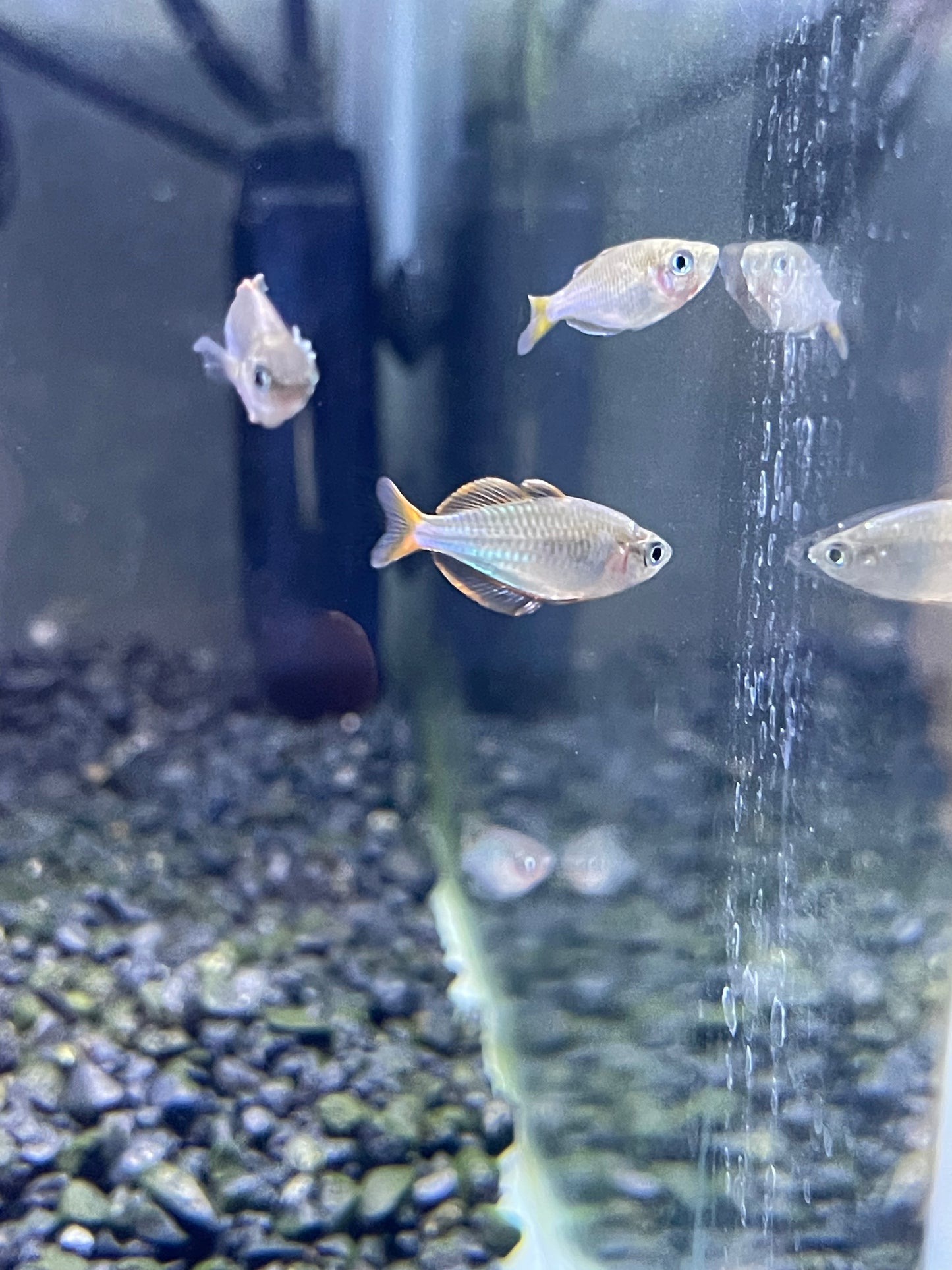 DWARF NEON PRAECOX RAINBOWFISH (MELANOTAENIA PRAECOX)