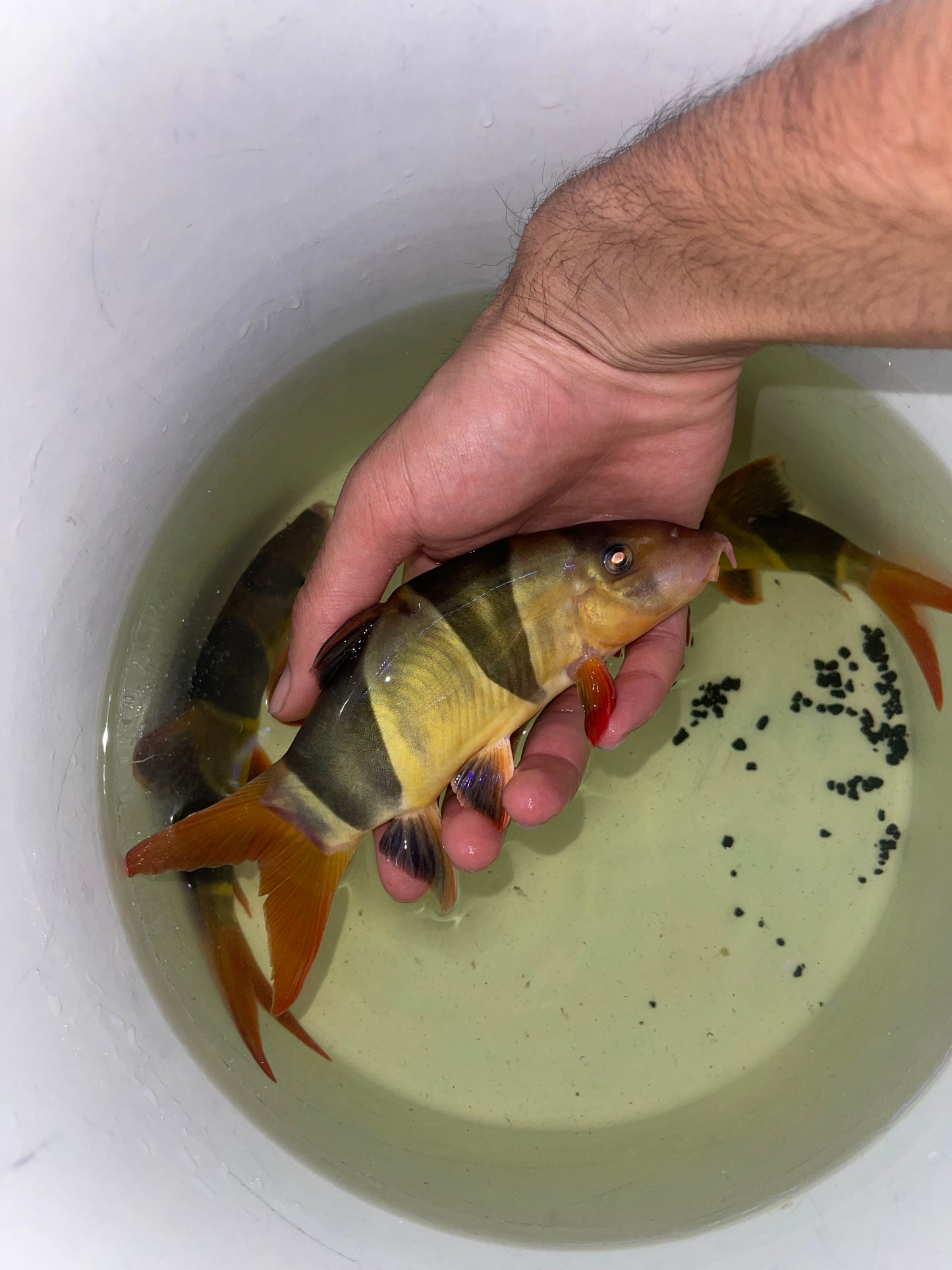 Clown Loach (Chromobotia Macracanthus)